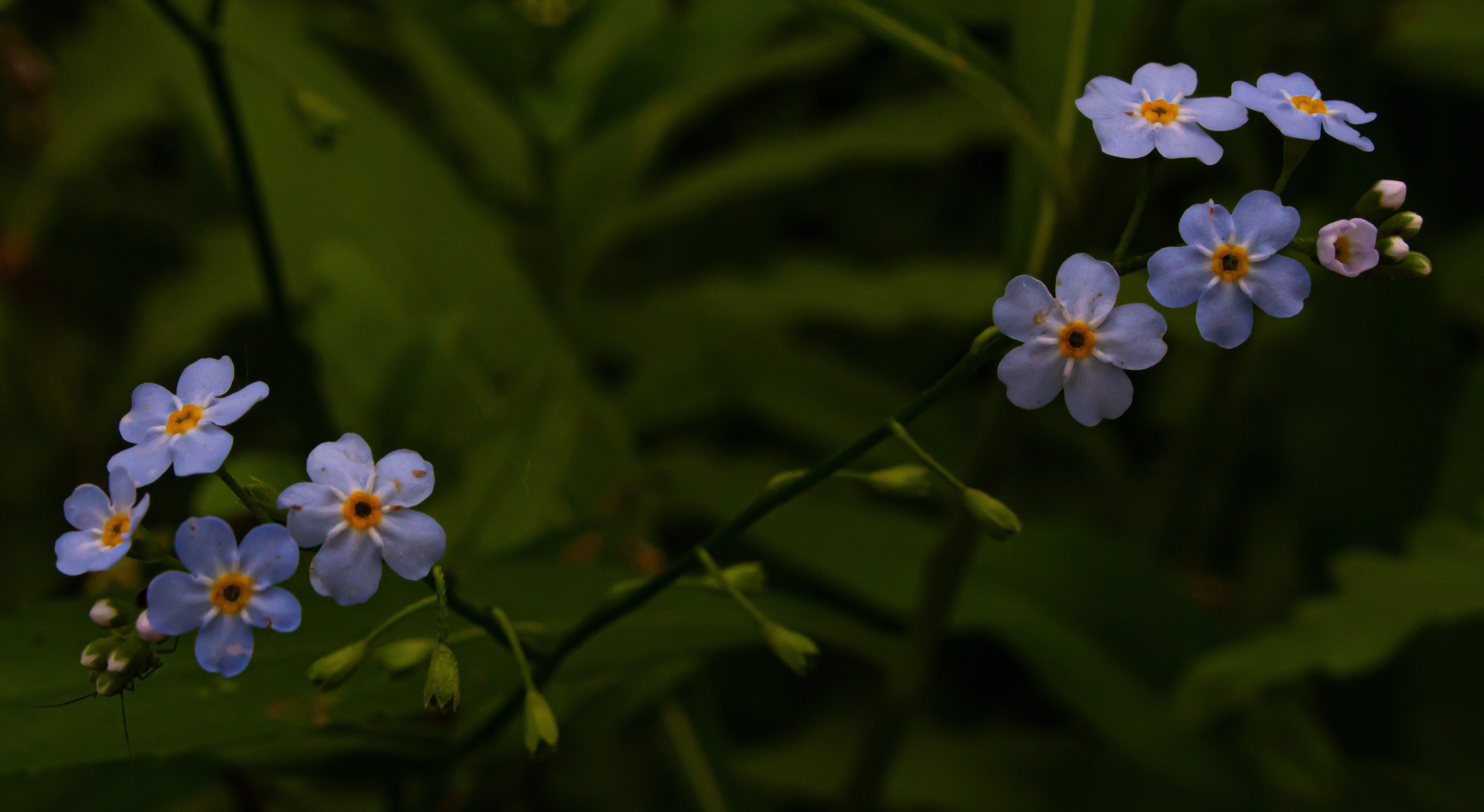 Forget-Me-Nots - James Schaffer