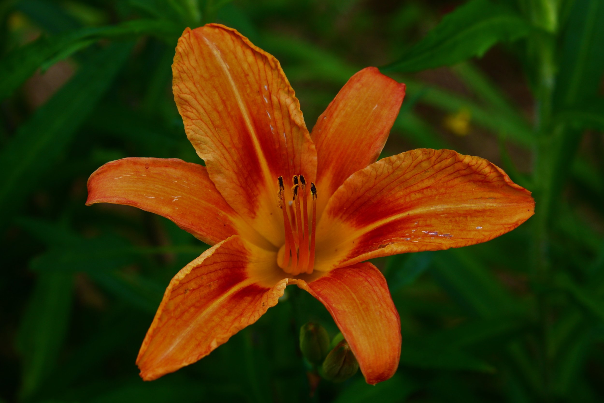 Wild Lily - James Schaffer