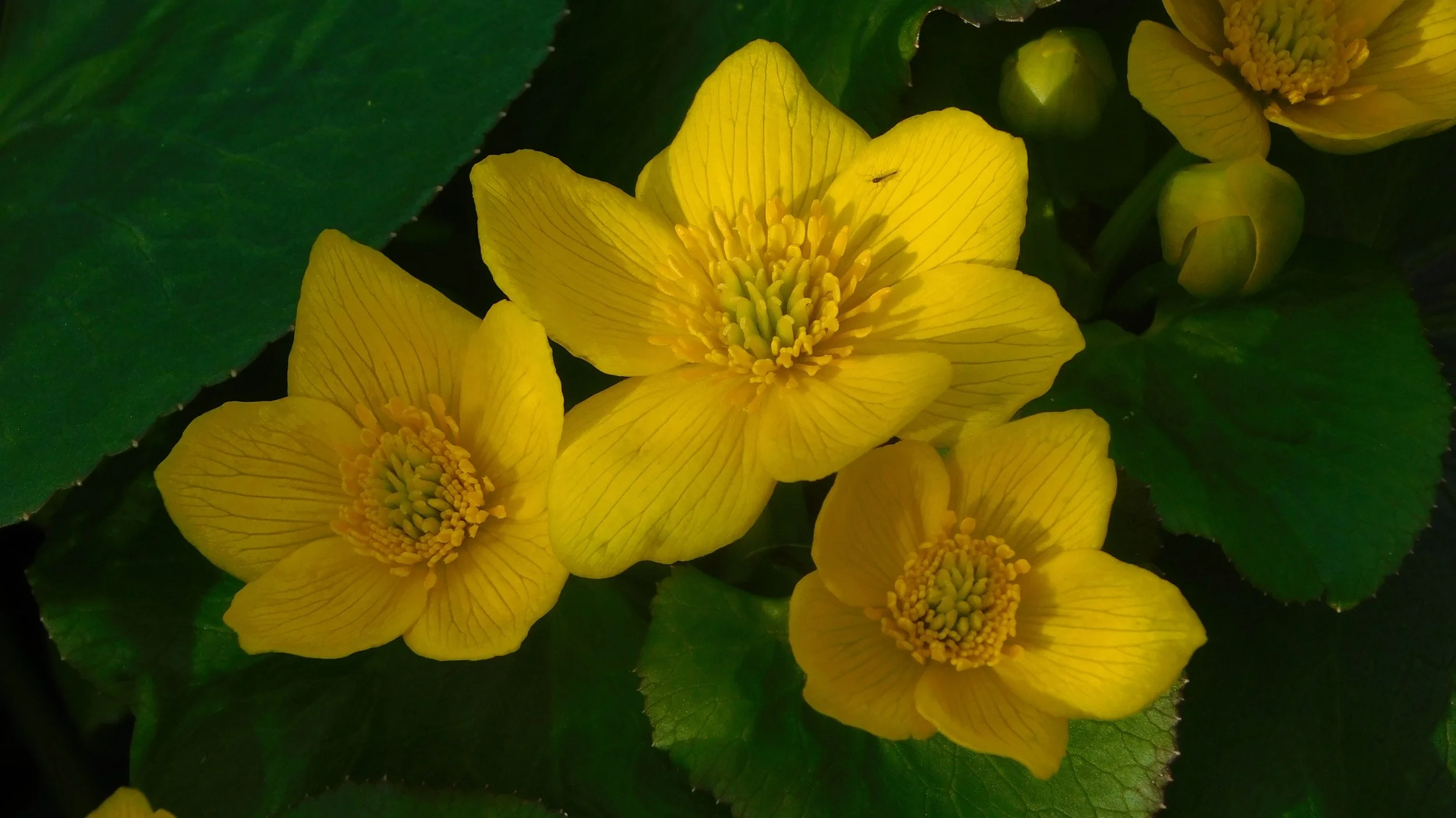 Marsh Marigolds.JPG