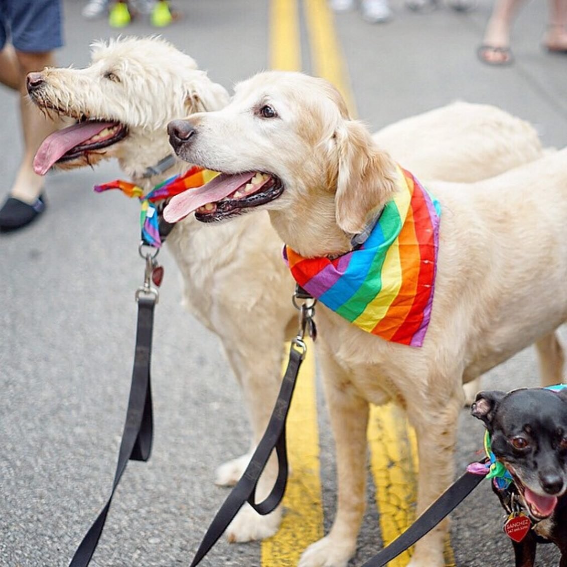HAY PRIDE DOG SHOW! 

In the tradition of rural county shows fused with the LGBTQI + celebrations and protest, we will be hosting the HAY PRIDE DOG SHOW. 

Dogs of all ages and abilities welcomed. Dog show runs, 3:15pm - 4pm at @haycastletrust and wi