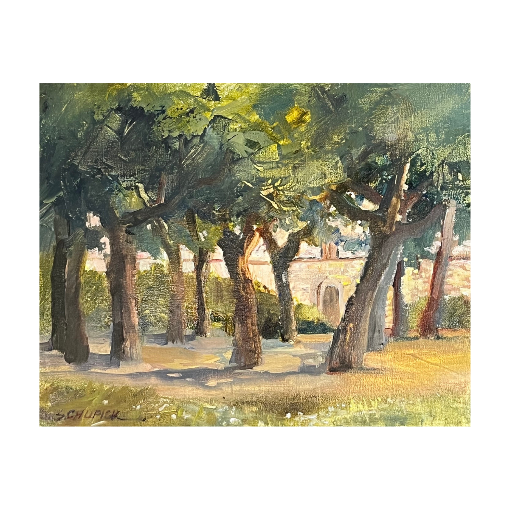 Aleppo Pines, Pedaso.png