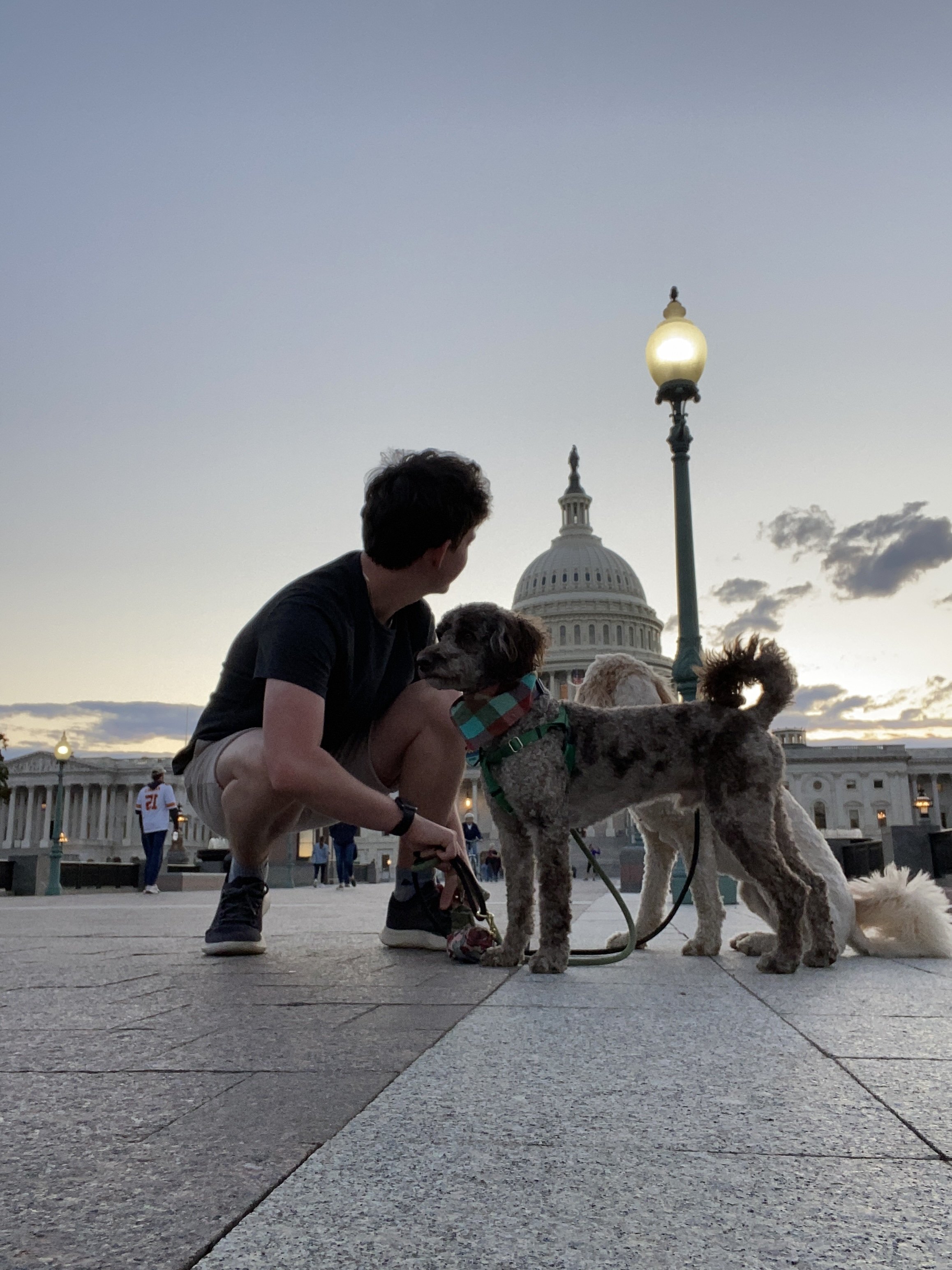 Professional dog sitting and walking services in Washington DC | DC Dog Sitting