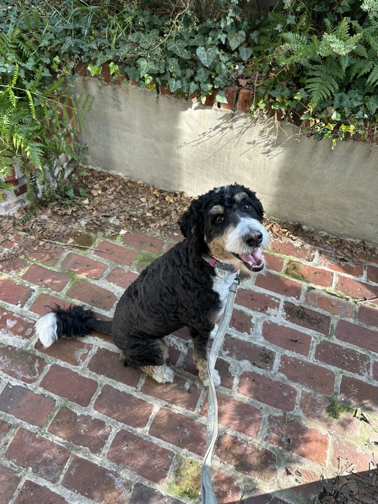 Why hire an in-home dog sitter?