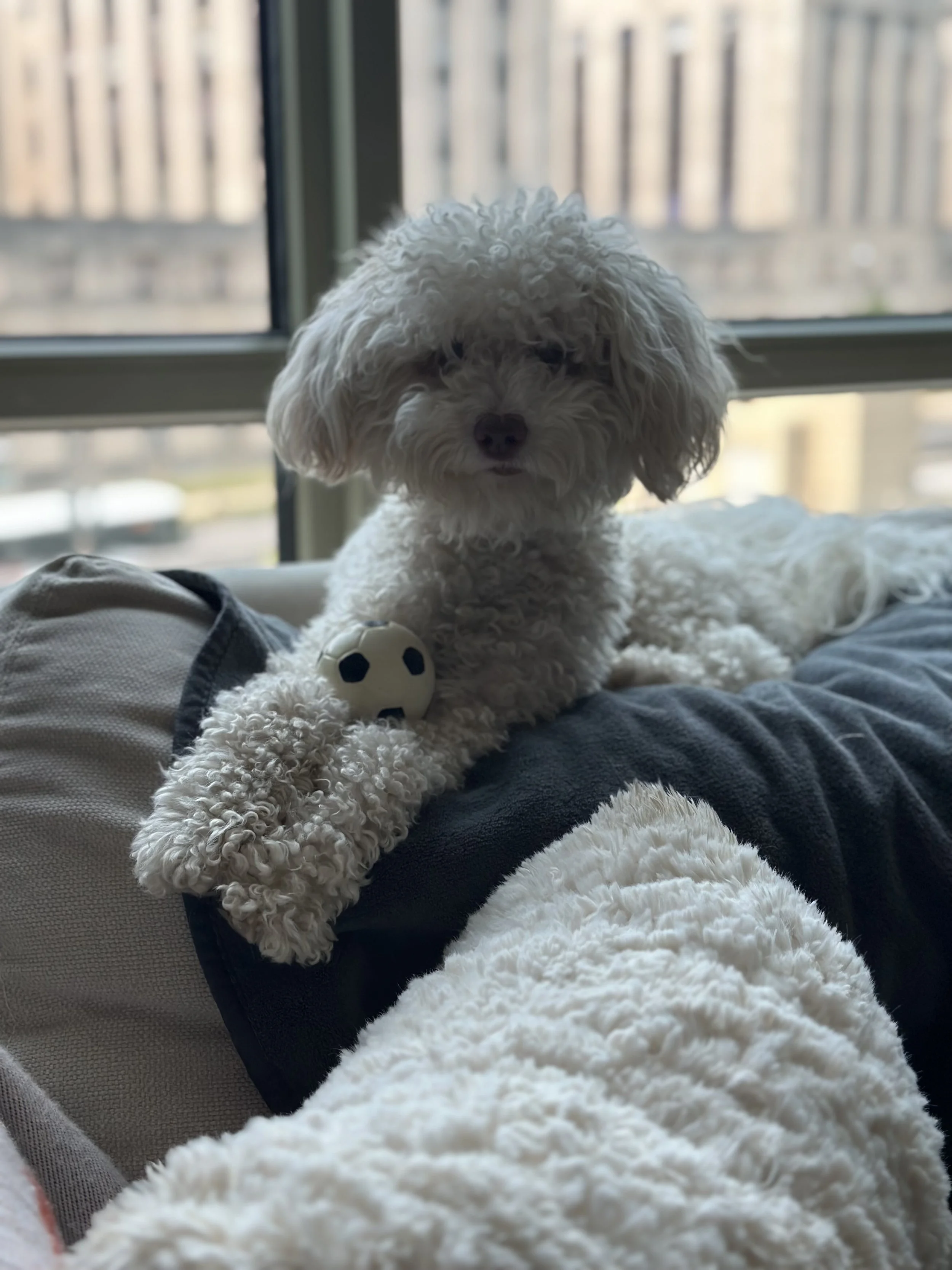 Personalized, Professional Pet Care in Washington DC