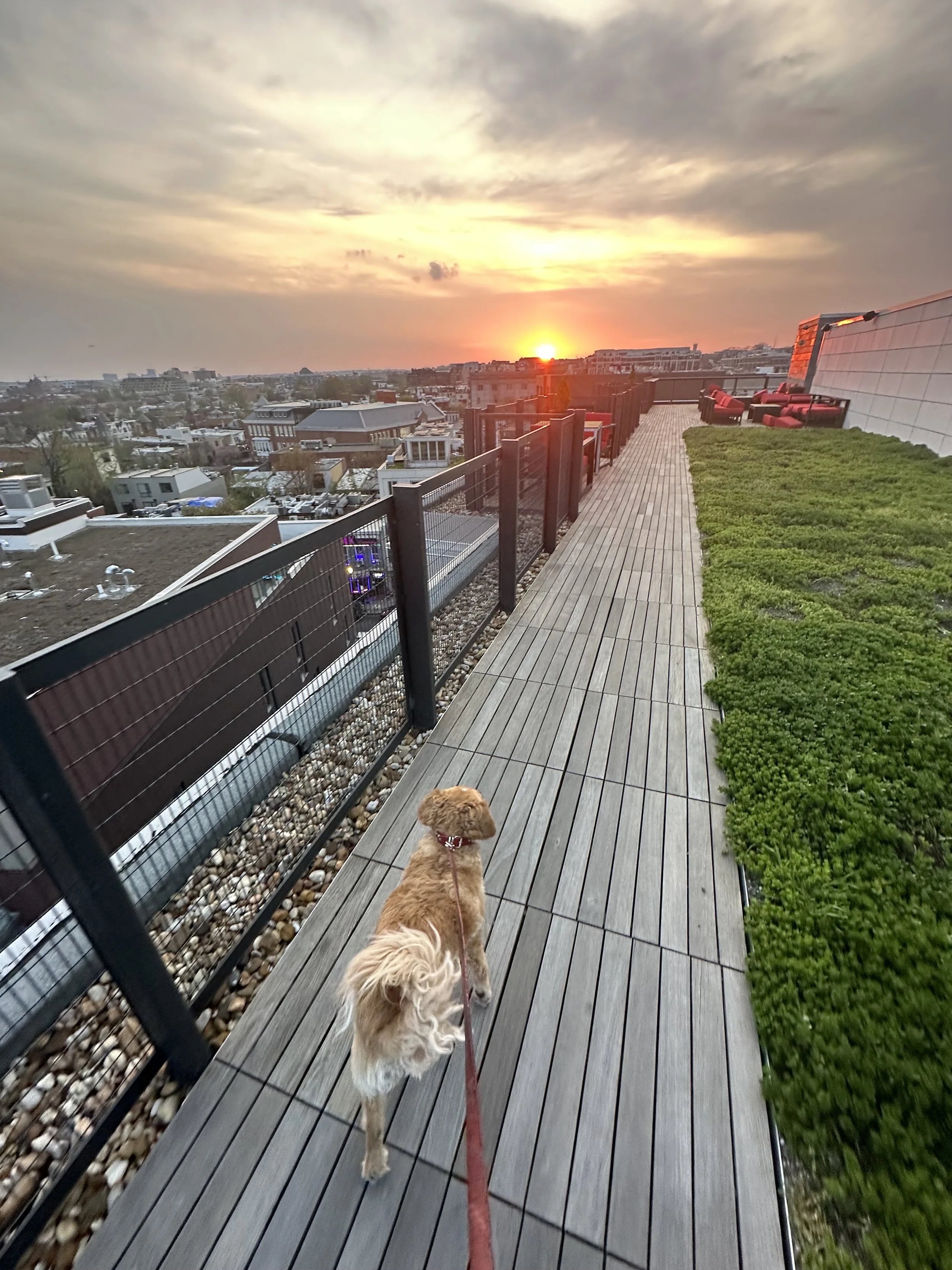 Personalized, Professional Pet Care in Washington DC