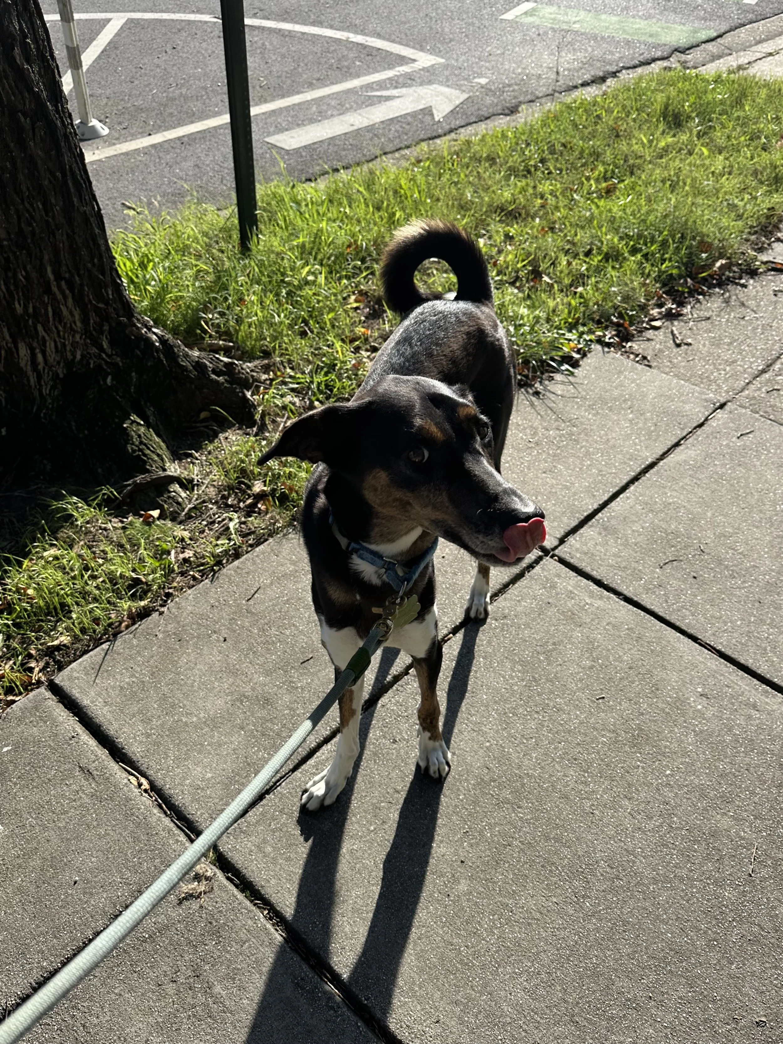 Personalized, Professional Pet Care in Washington DC