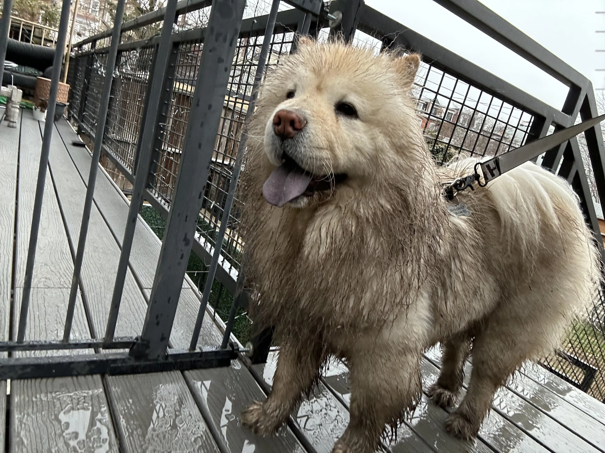 Personalized, Professional Pet Care in Washington DC