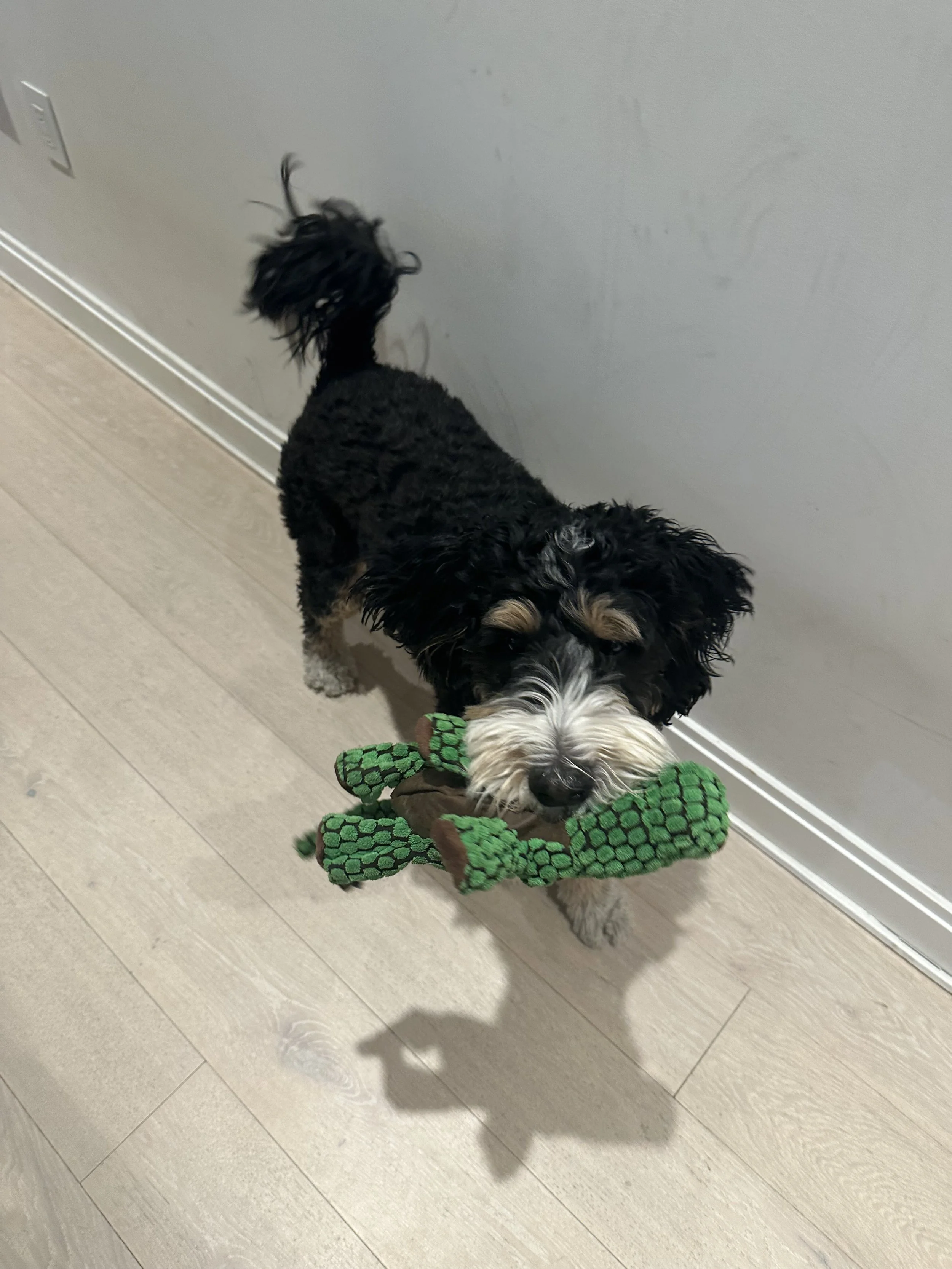 Personalized, Professional Pet Care in Washington DC