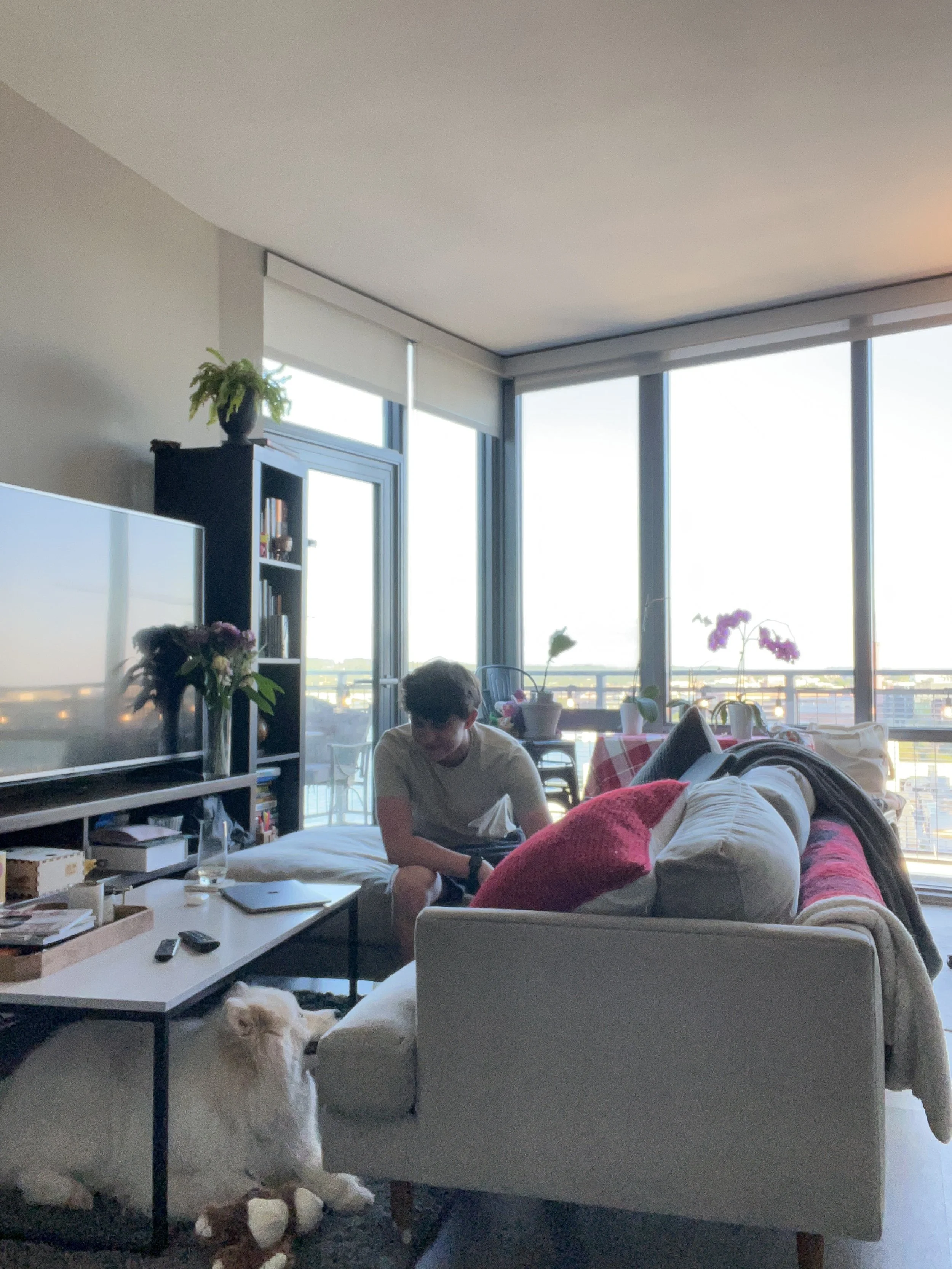 DC Dog Sitting Washington DC Dog Sitting