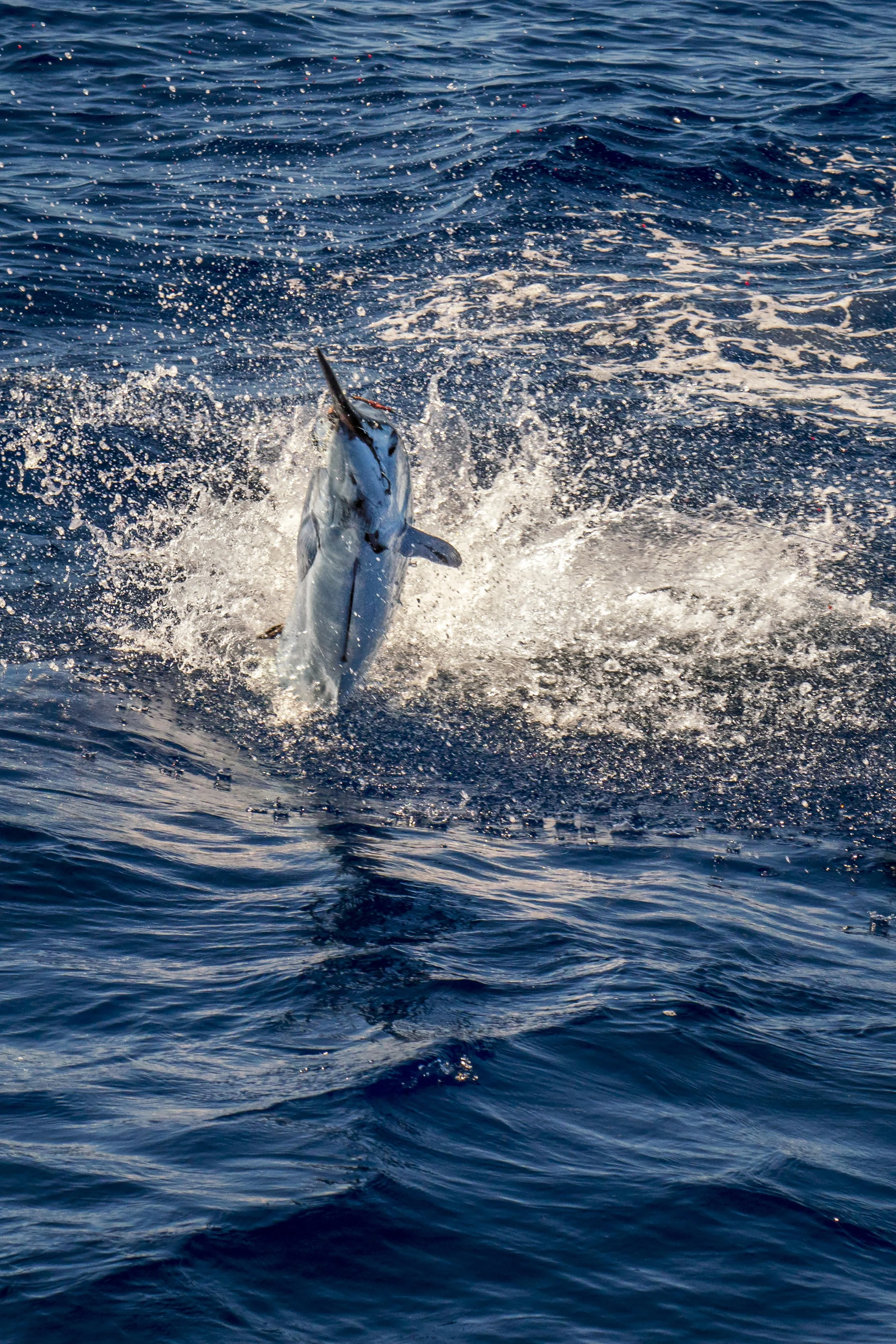 Marlin Action Shot