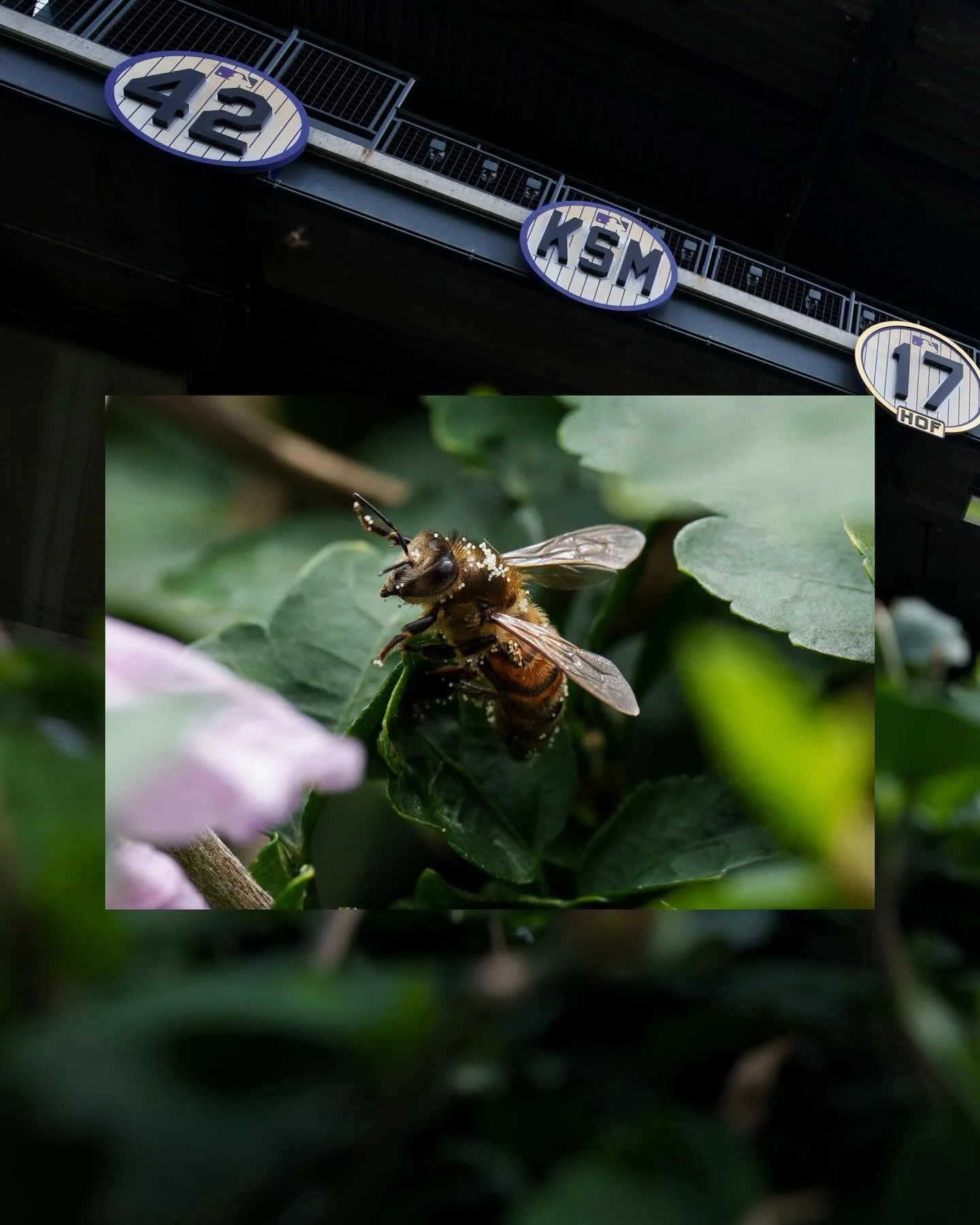 A call to the bullpen. #CoorsField #Wildlife