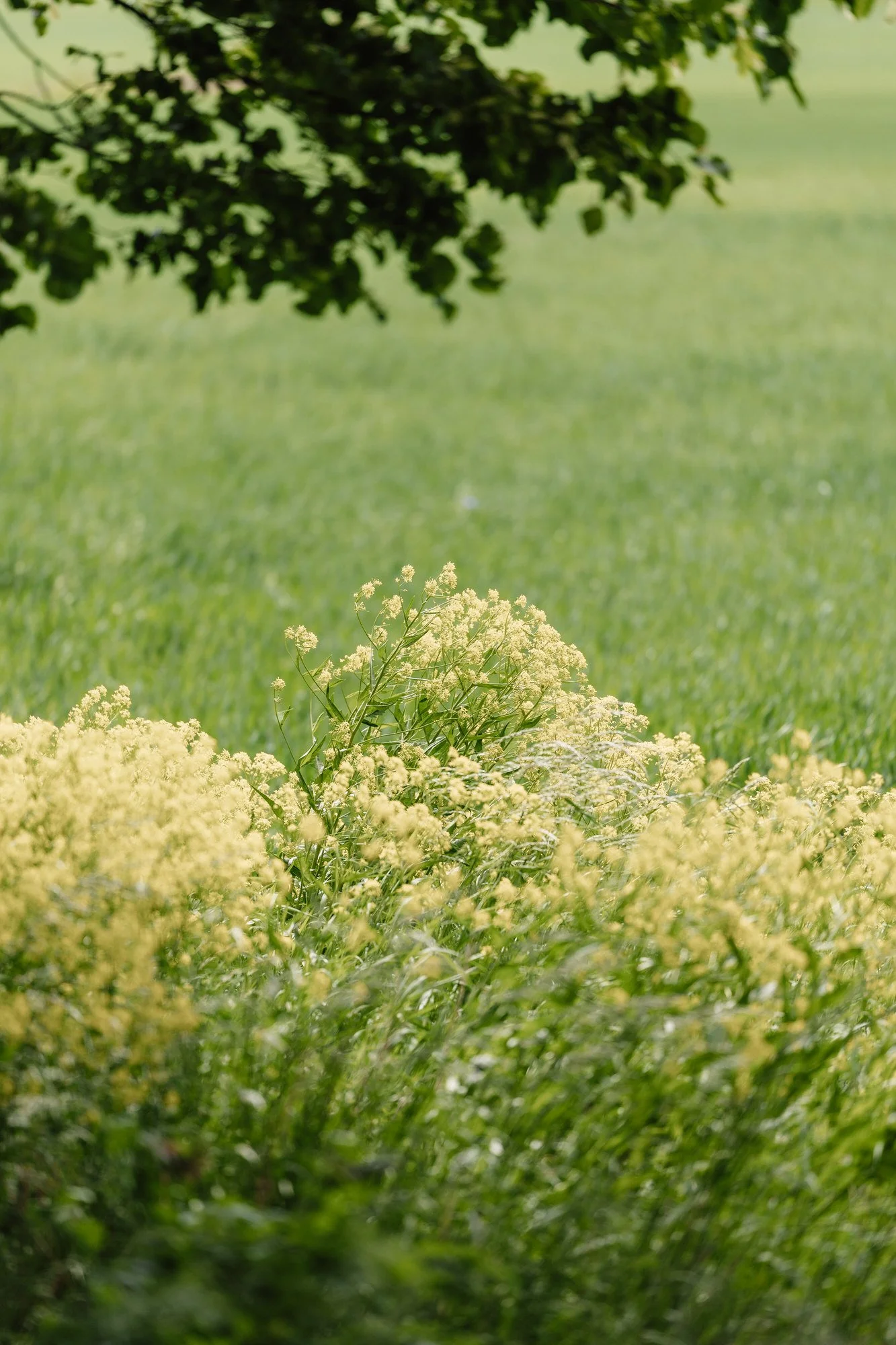 Gulliga gula blommor i förgrunden med grönt gräs och löv i bakgrunden.