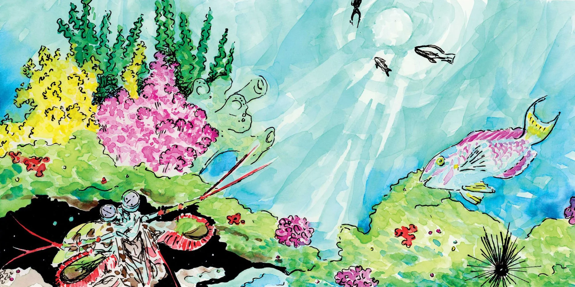 Peacock mantis shrimp & a thriving, colorful, texturally-rich coral reef in clear, blue water. This print represents an organization seeing the unseen and with that broader understanding, thriving with new and deeper resource sharing relationships.