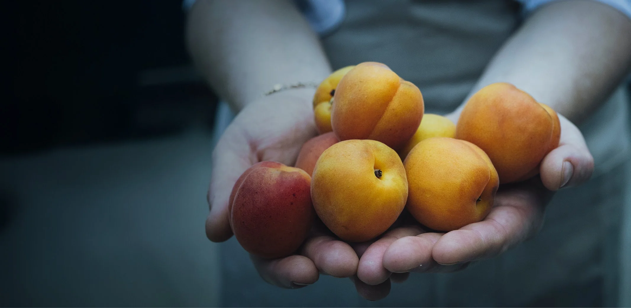 Frische Marillen als Symbol für die saisonale Küche im ANIMO by Aigner