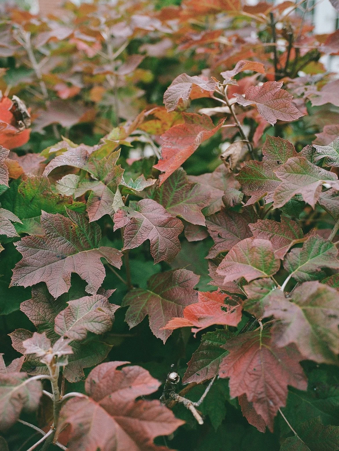 Eryka &amp; Lukasz on a spectacular fall day in Chicago 

#chicagoweddingphotographer #chicagoweddings #chicagowedding #weddingphotos #weddingphotography