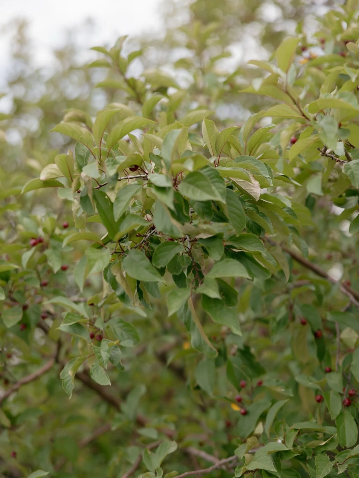 A perfect day in the foothills - Boulder, 2025

#coloradowedding #wedding #weddingphotography #boulderweddingphotographer
