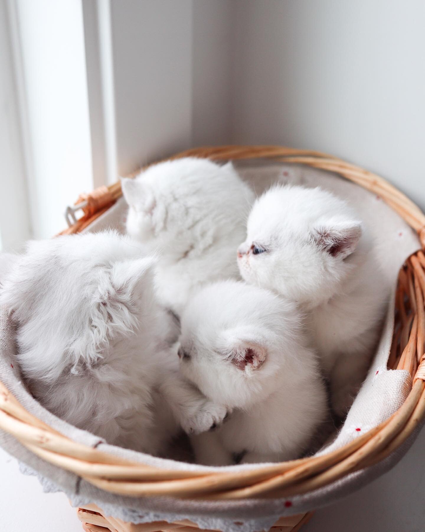 We have 3 British Shorthair and 1 British Longhair babies from this litter that are available for adoption 🐱 questionnaire will be open in 2 days!