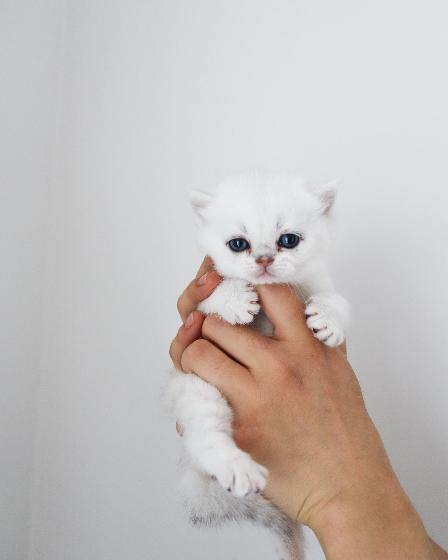Little Polar baby!!! 

#britishshorthair#BSH#ns11#britishcat#cat#catsofinstagram#catmodelsofinstagram#catsofcanada#cuddlycat#britishshorthairkittens#canadianbritishshorthair#kittens#silvercats#britishsilver#silvershaded#scottishfold#scottishcat#vanco