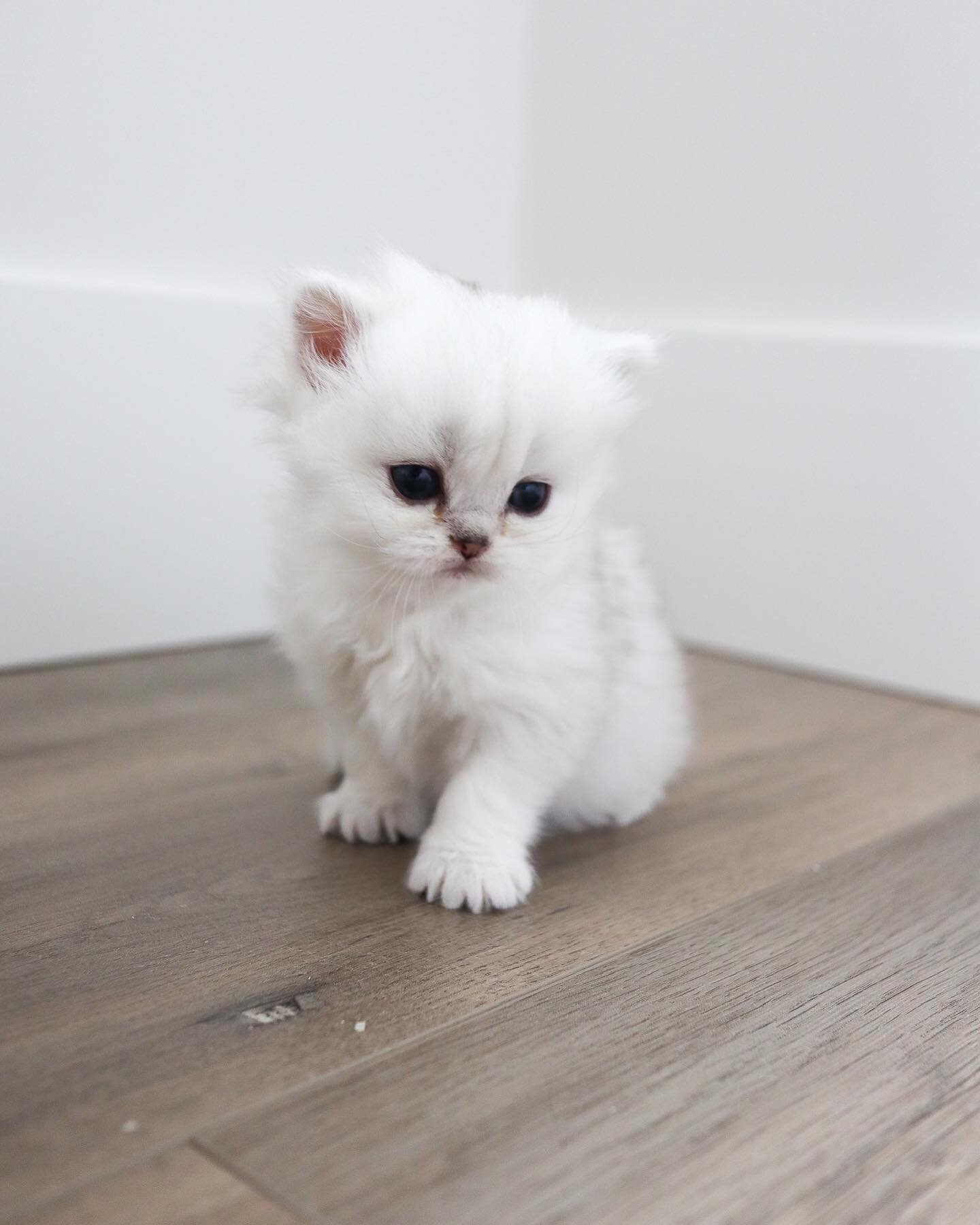 British Longhair is absolutely adorable! 

#britishlonghair #britishlonghairkitten #blhkitten #kitten #catoftheday #vancouver #vancouverbreeder