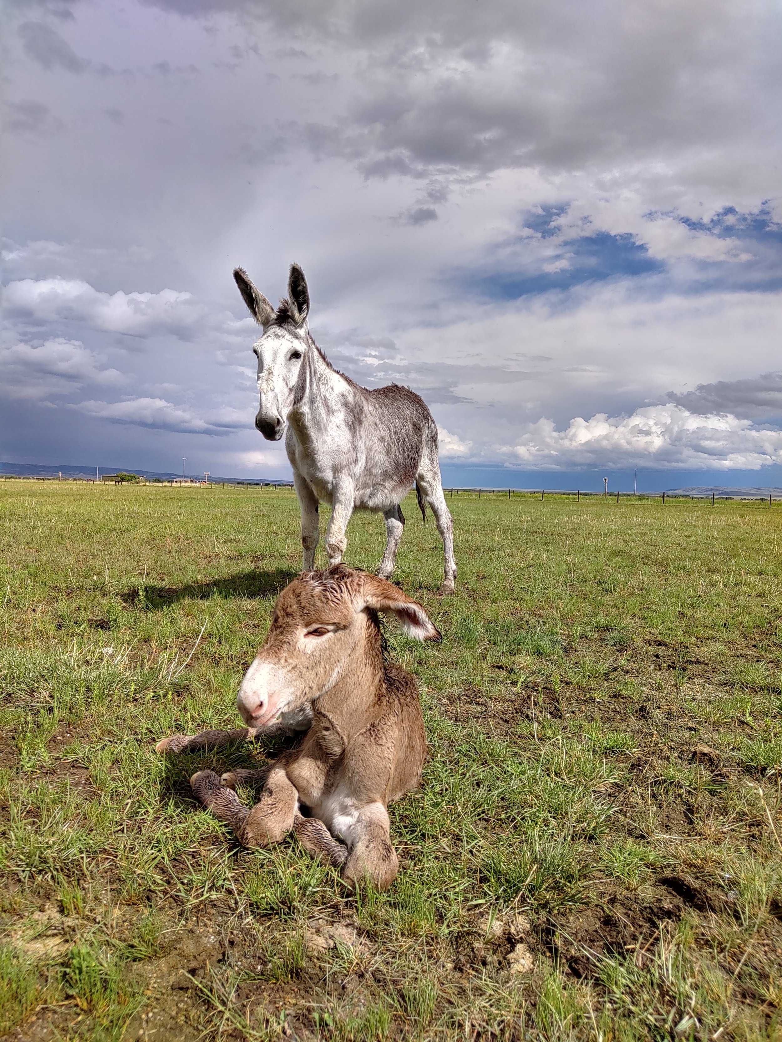 Two young mules, one grey standing and one brown lying on the grass, with a cloudy sky and distant landscape in the background.