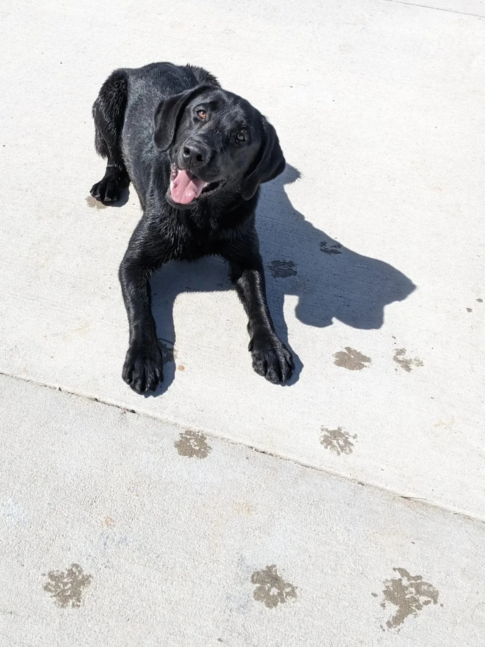 A black Labrador Retriever puppy lying on a light-colored concrete surface, with damp fur and dog paw prints nearby.