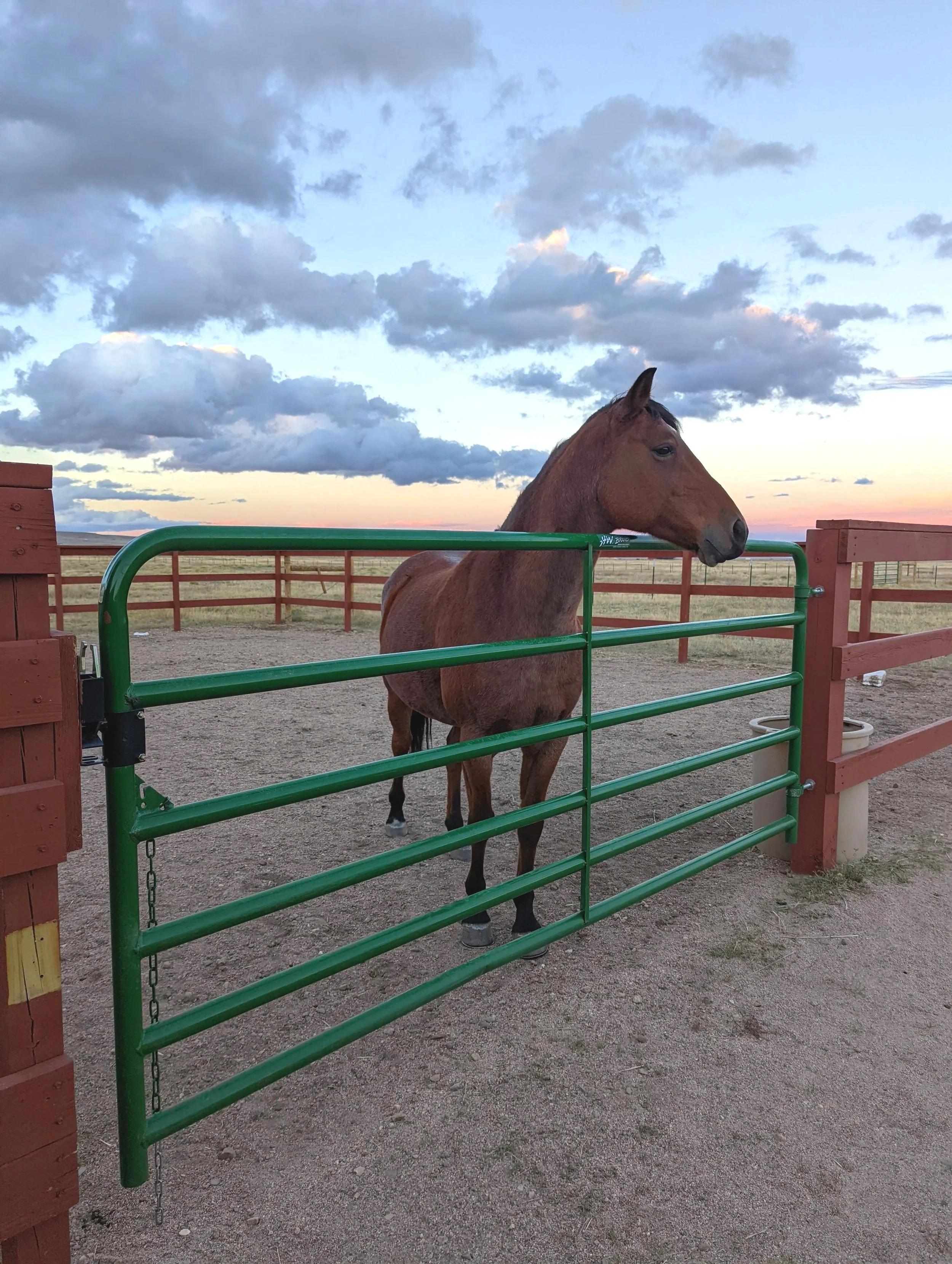 A brown horse standing behind a green metal fence on a dirt ground with cloudy sky and setting sun in the background.