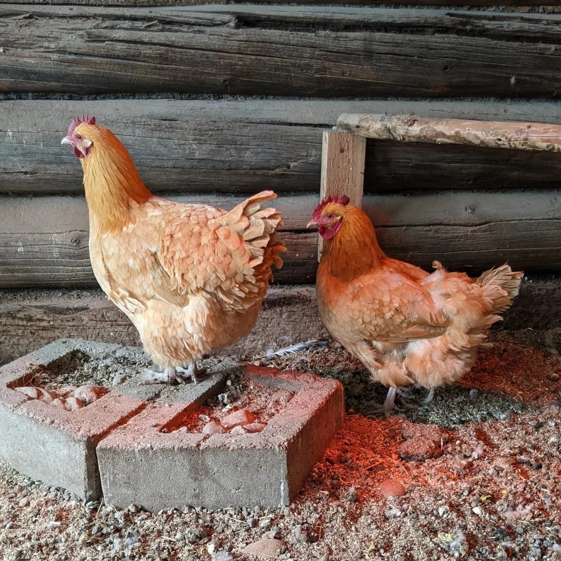 Two buff-colored chickens inside a rustic shed with wooden walls and dirt floor, one standing on a cinder block and the other pecking at the ground.