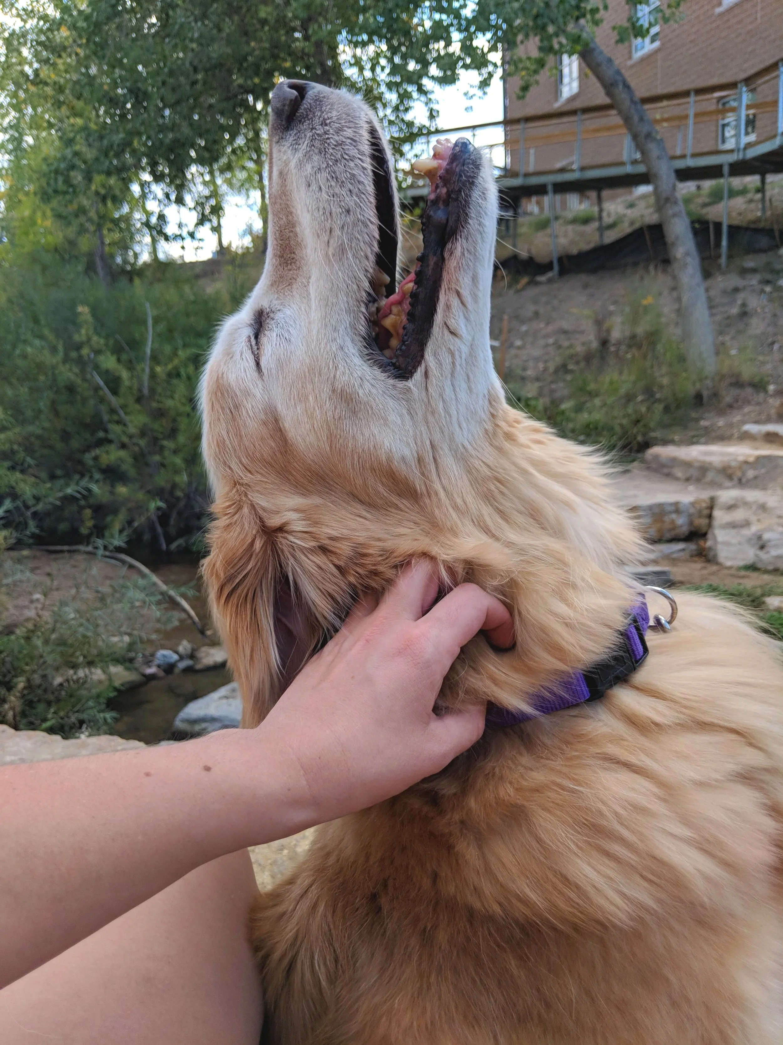 A golden retriever dog with a purple collar being petted by a person's hand, with its mouth open and head tilted back. The background shows green trees, rocks, and a wooden building.