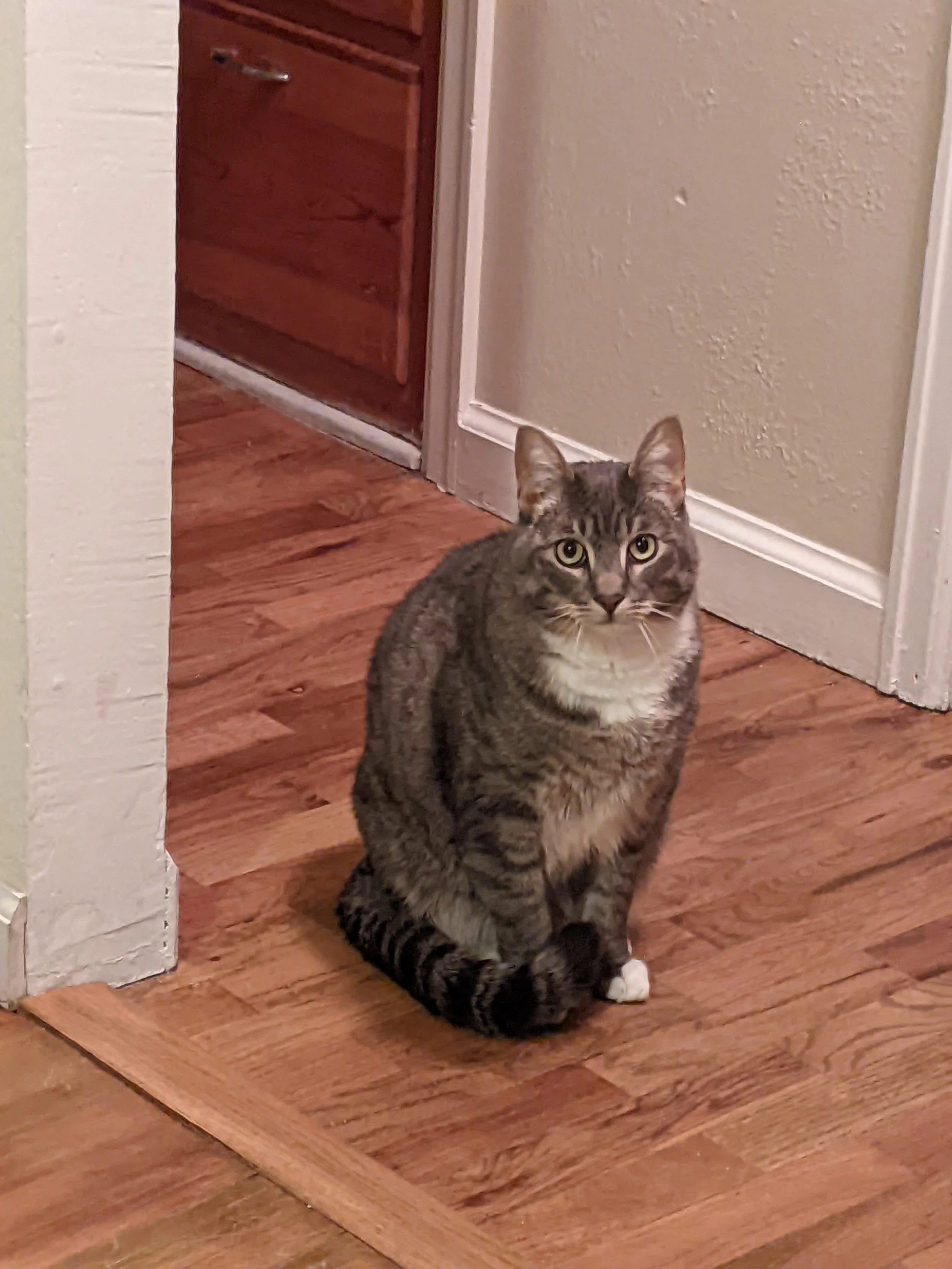 A tabby cat with yellow eyes sitting on a wooden floor in front of a beige wall and a brown wooden door.