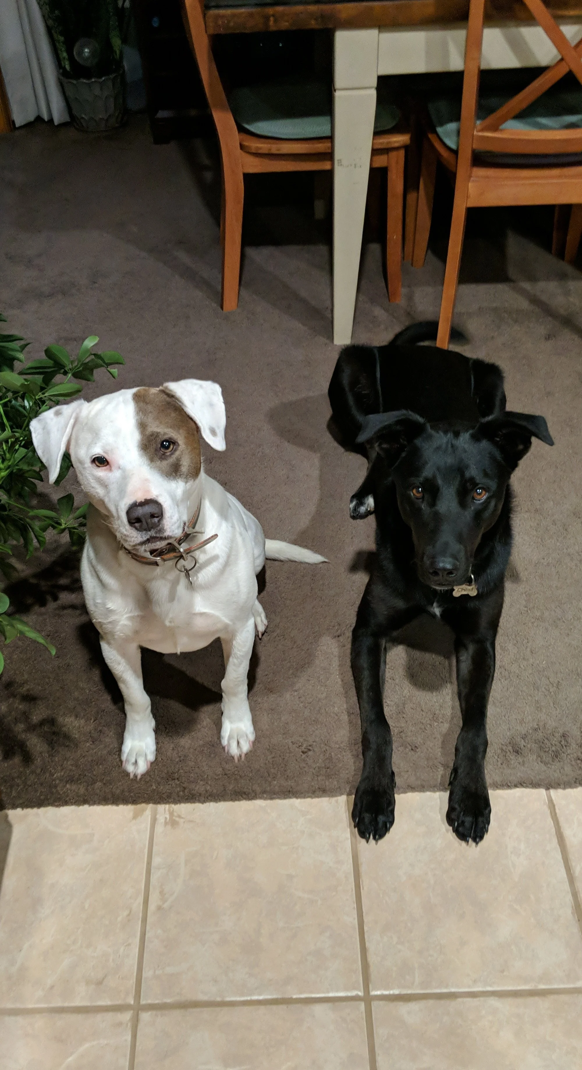Two dogs sitting on a beige tiled floor in front of a brown carpet. A white and brown dog with floppy ears and a black nose on the left, and a black dog with a shiny coat and cone-shaped ears on the right. In the background, there is a wooden table and chairs, with part of a green plant visible to the left.