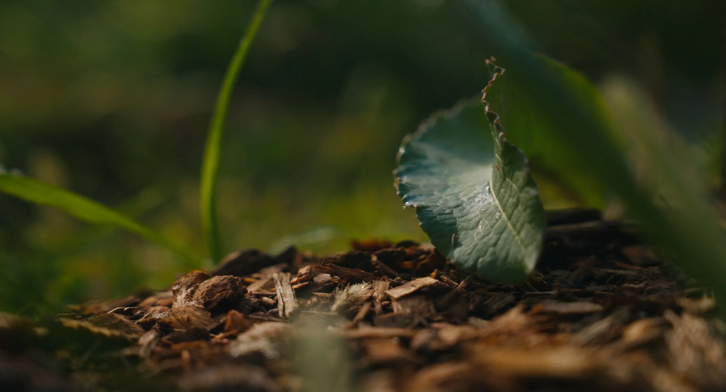The Soil Remembers Stills-32.jpg