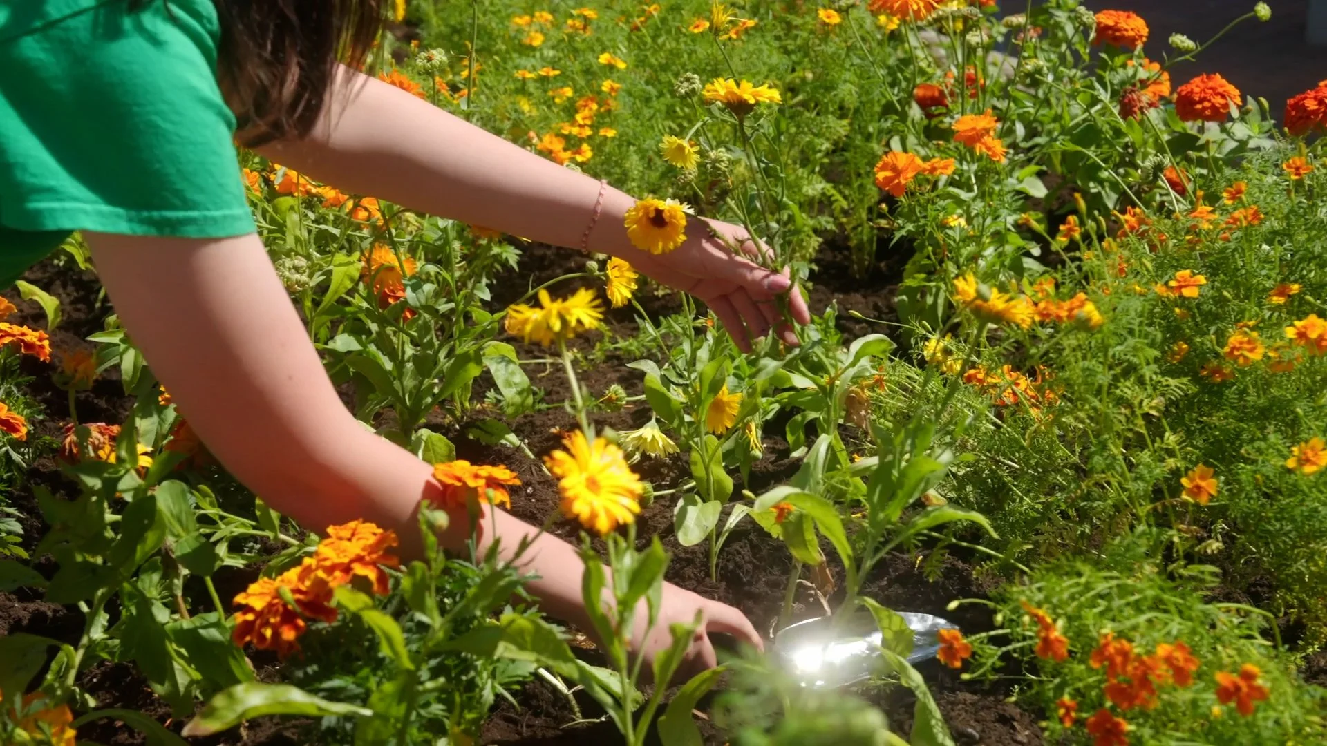Collingwood Flower Planting