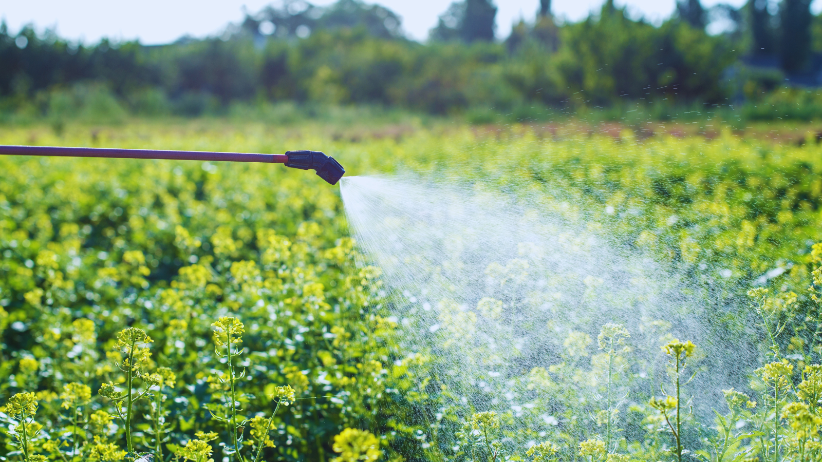 The Problem With “Forever Chemicals” (PFAS)