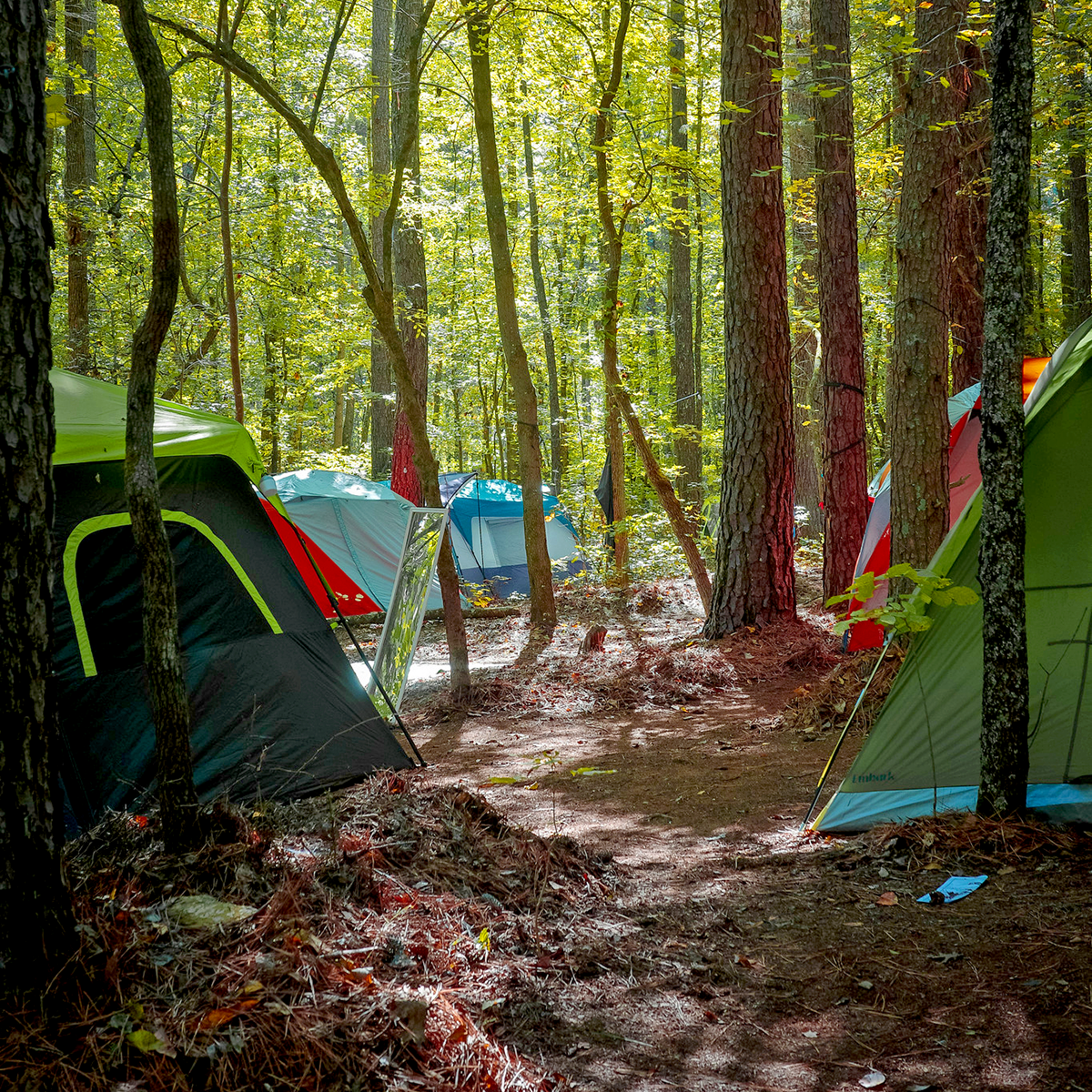 1-TentCampingWoods_F25_DClark.png