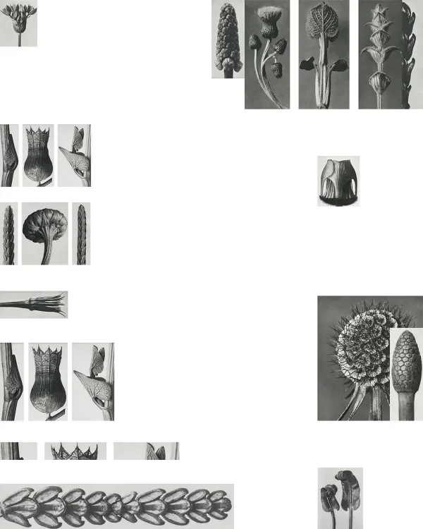 shop_0128_34. Botany.webp