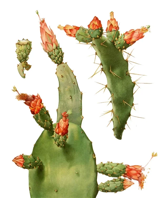 shop_0117_45. Floating Cactus.webp
