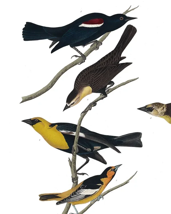 shop_0116_46. Some Birds.webp
