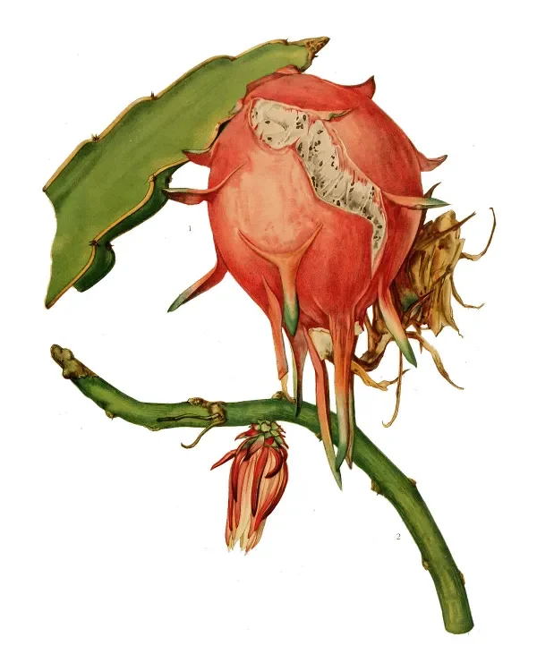 shop_0118_44. Weird Fruits.webp