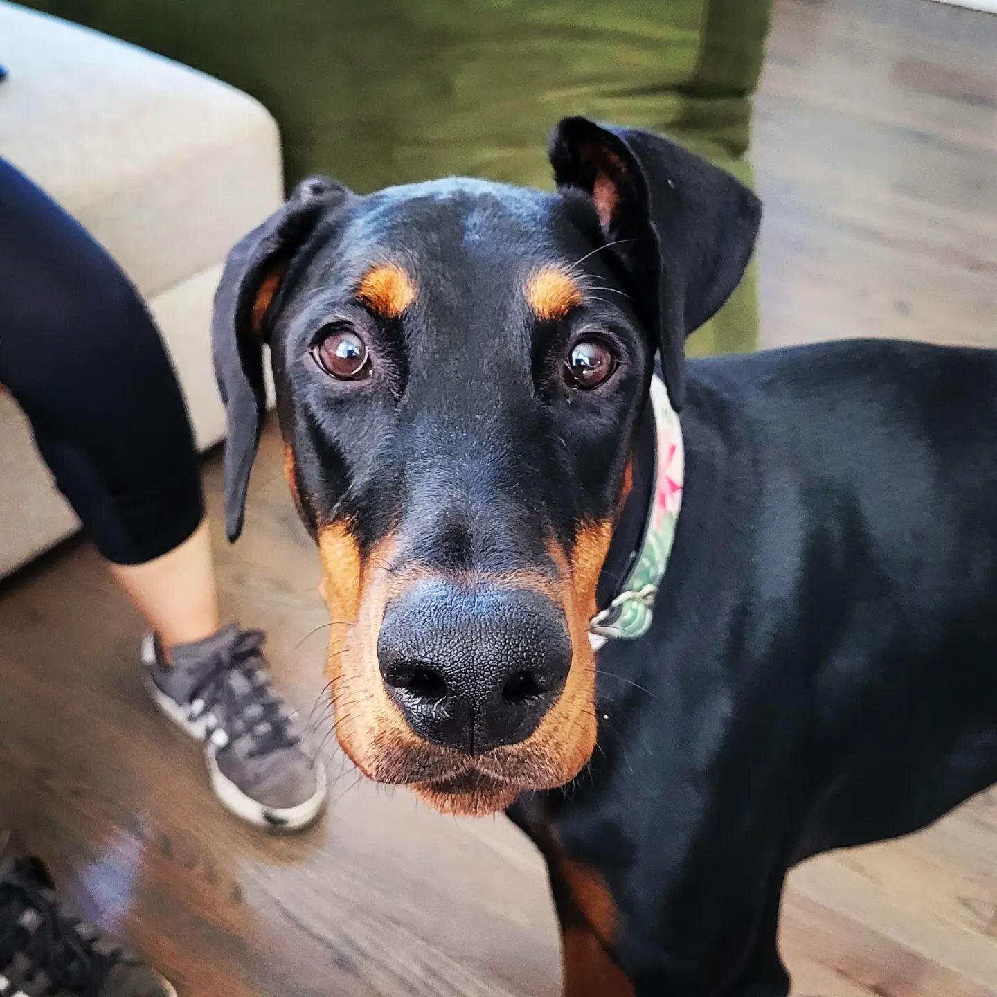 Just look at that boopable snoot! Say &quot;Hi&quot; to another beautiful flower, Daisy 👋🏻 

Daisy is a very young and active Doberman that doesn't always know her limits (who does when they're young, right?!). 

Her mama reached out to address bui