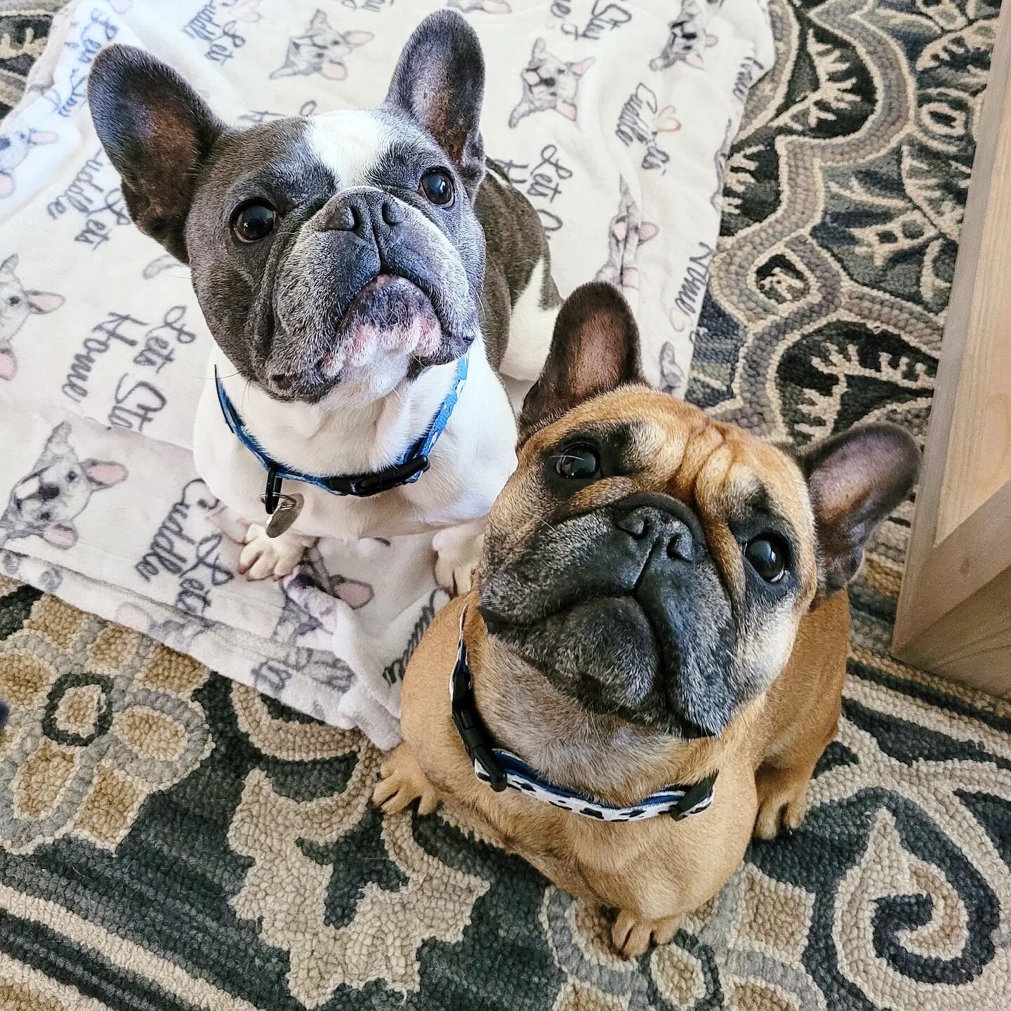 A happy week full of happy faces and now ready for a weekend of summer fun &amp; events! 

I am just beyond grateful to have weeks like these with such amazing clients &amp; furry friends. 🥰 #myheartisfull 
.
.
.
.
.
#morethanpets #frenchie #frenchb