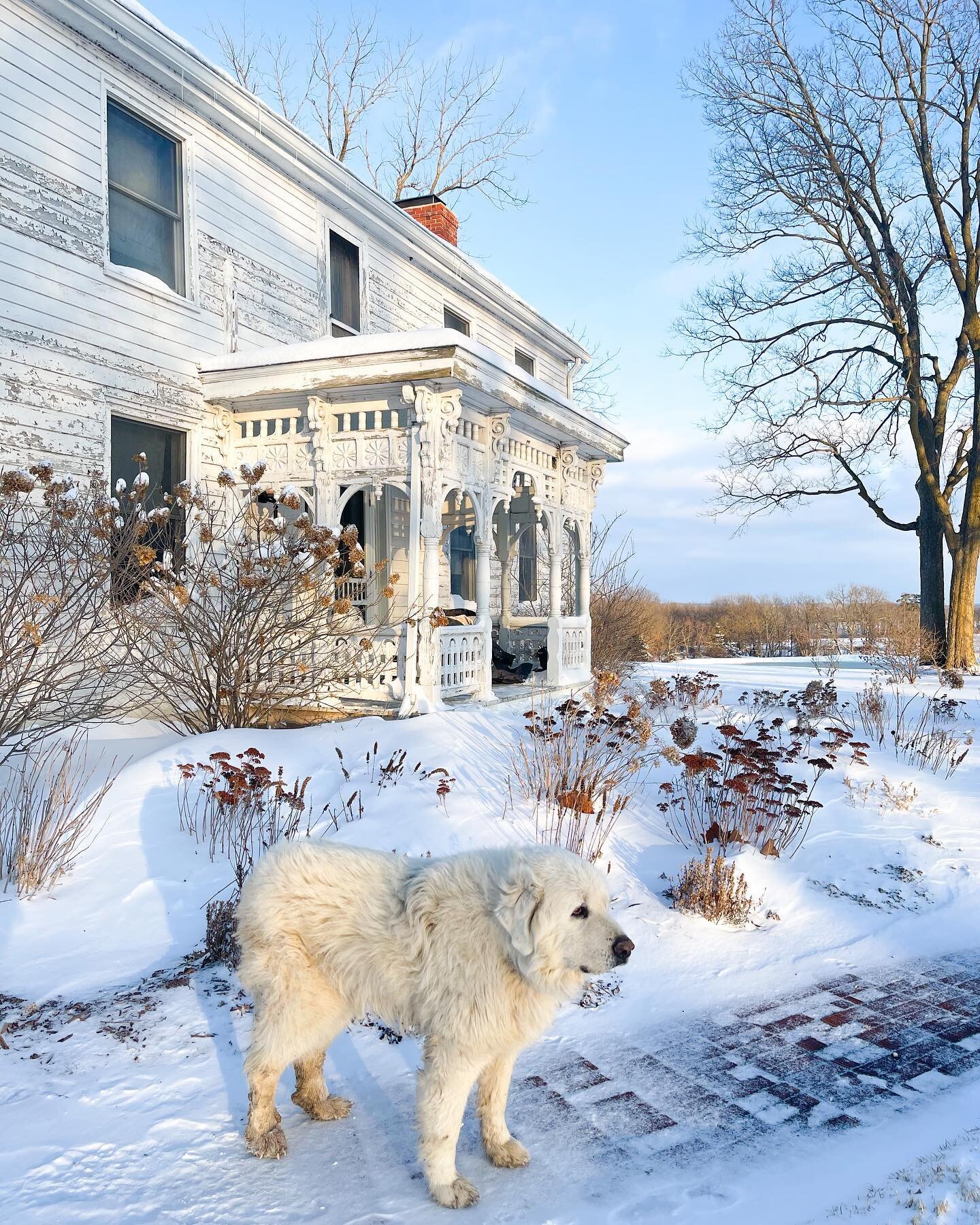 Happy snowy Friday everyone! ❄️💙

#dogsofinstagram #snowday #farmhouse #bluebellfarm #snowscene