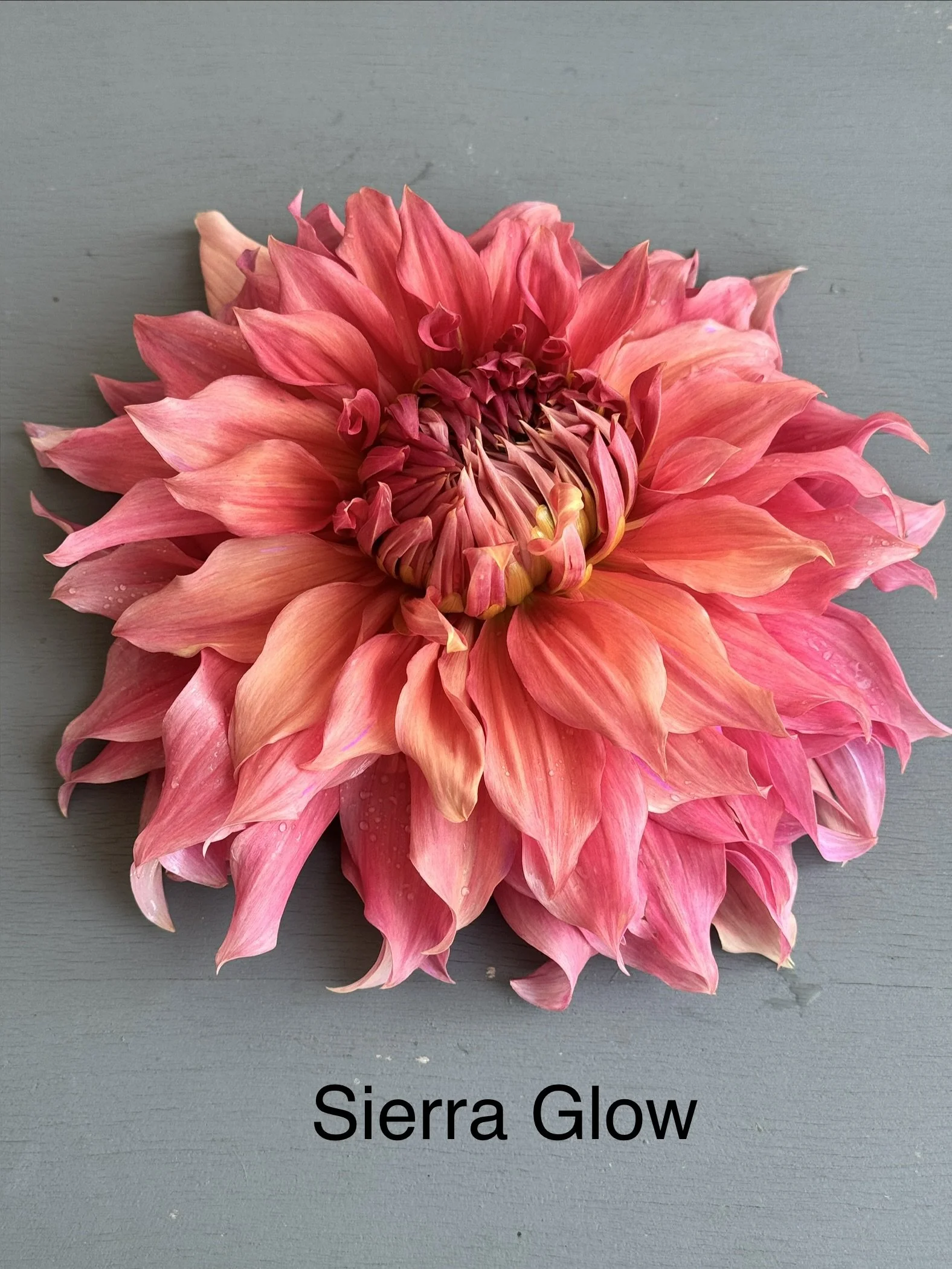 Sierra Glow