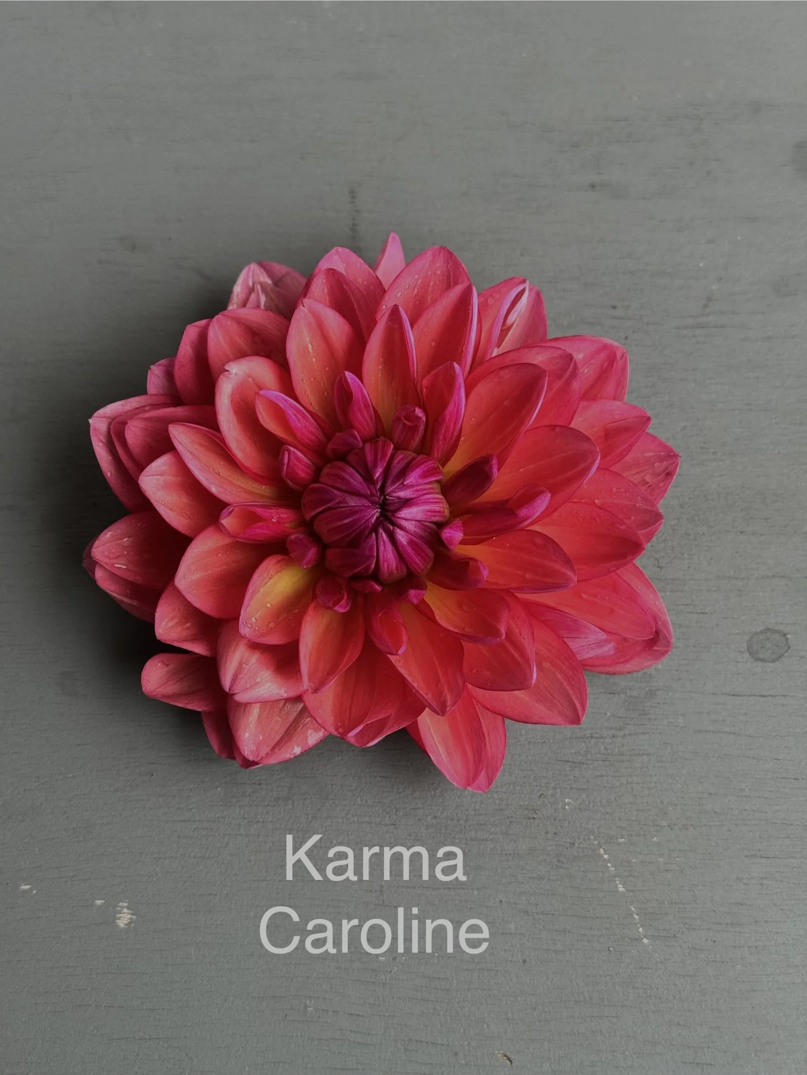 Karma Caroline