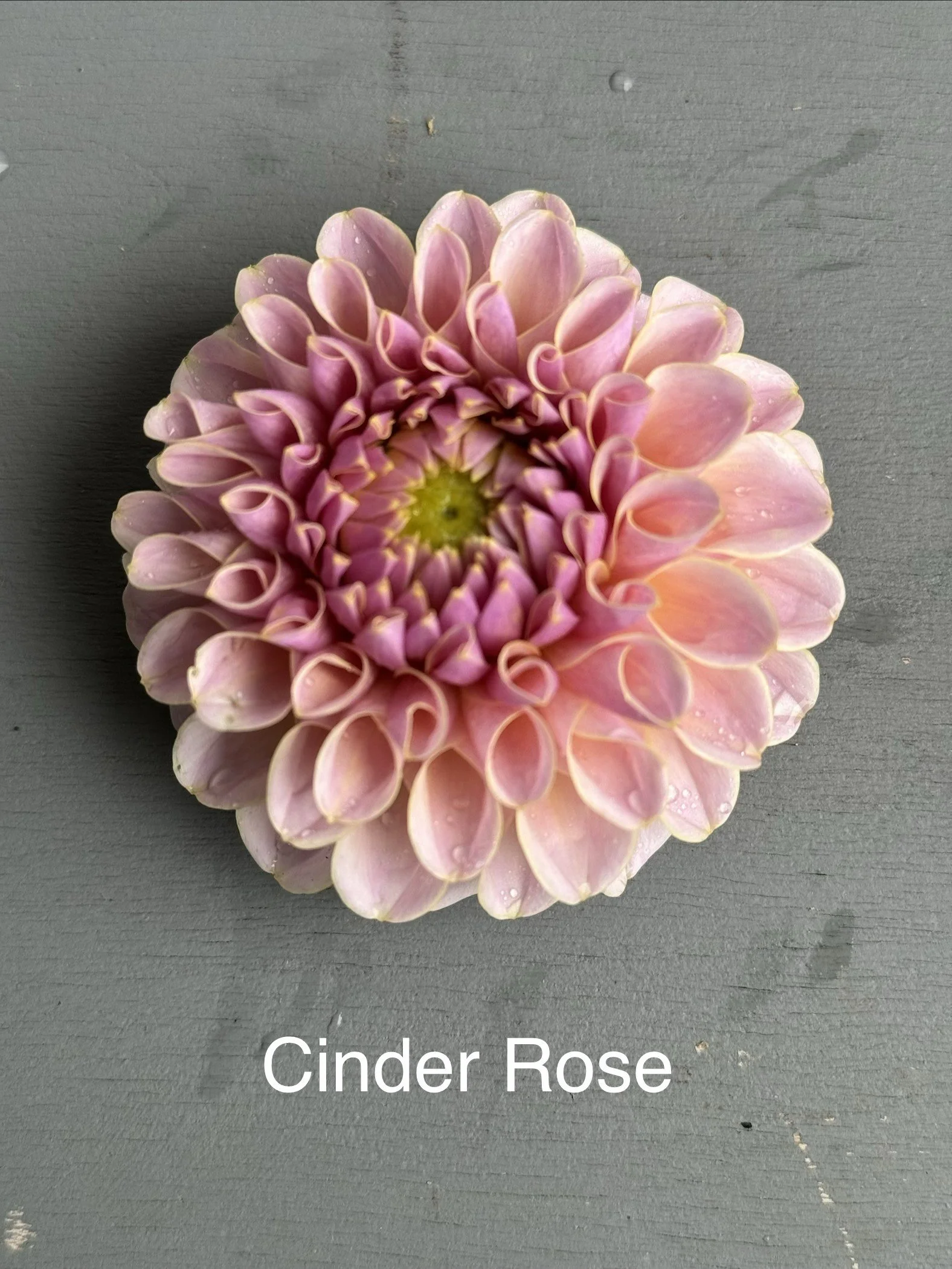 Cinder Rose