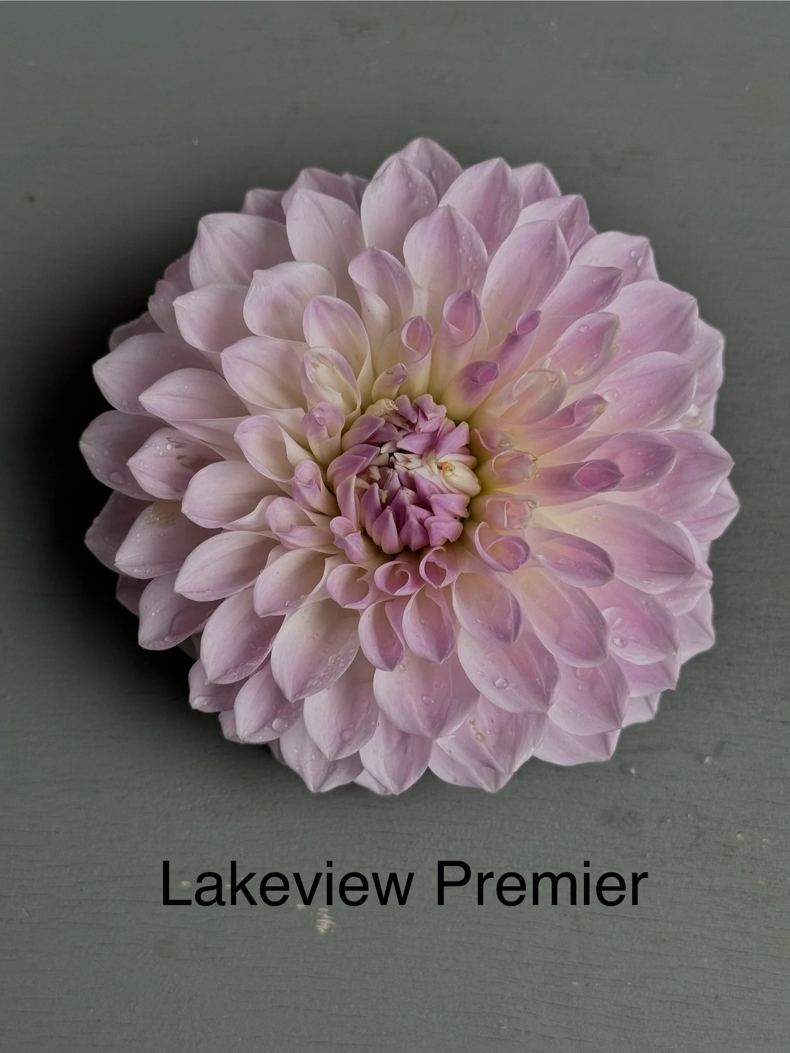 Lakeview Premier