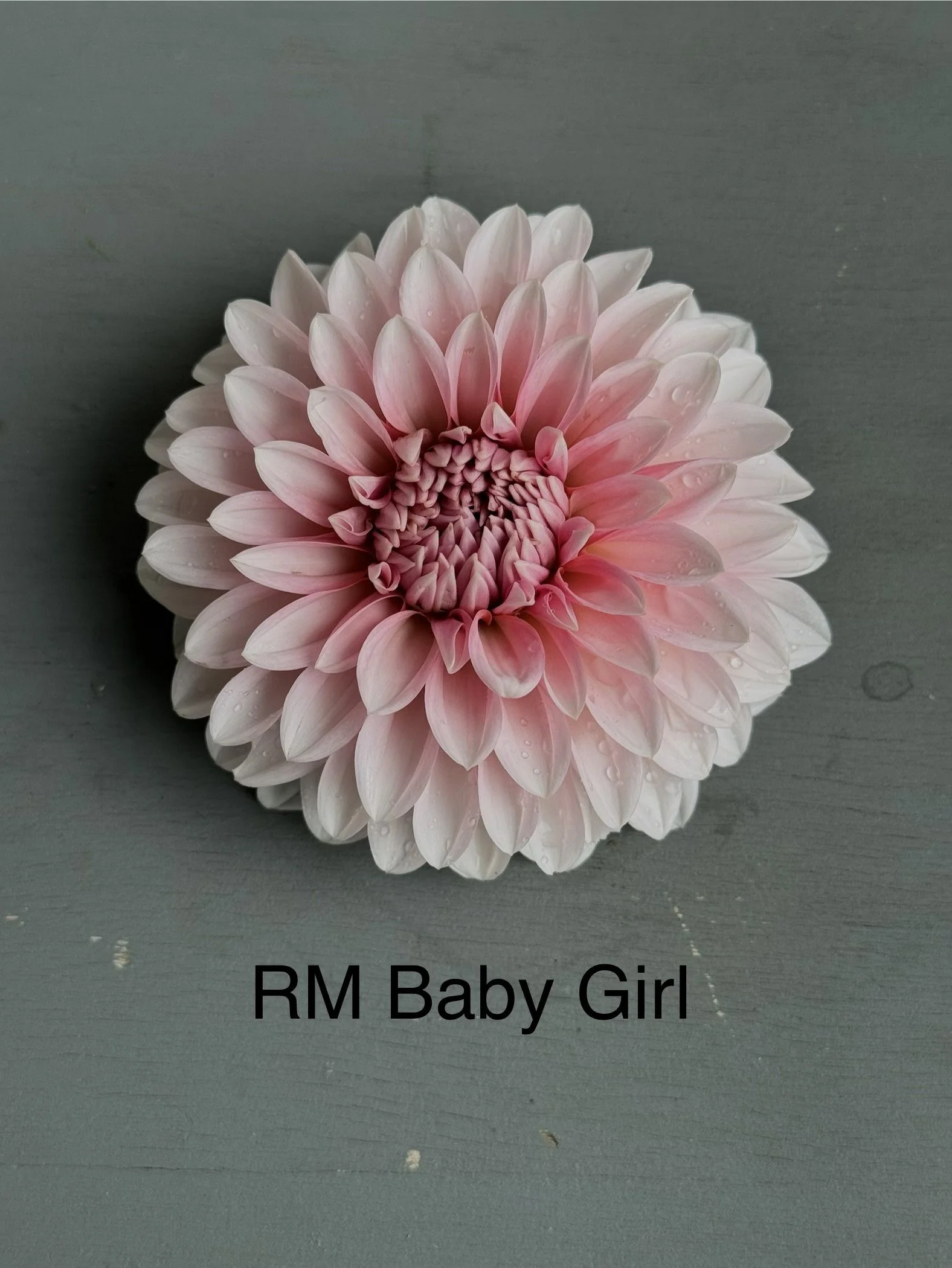 RM Baby Girl