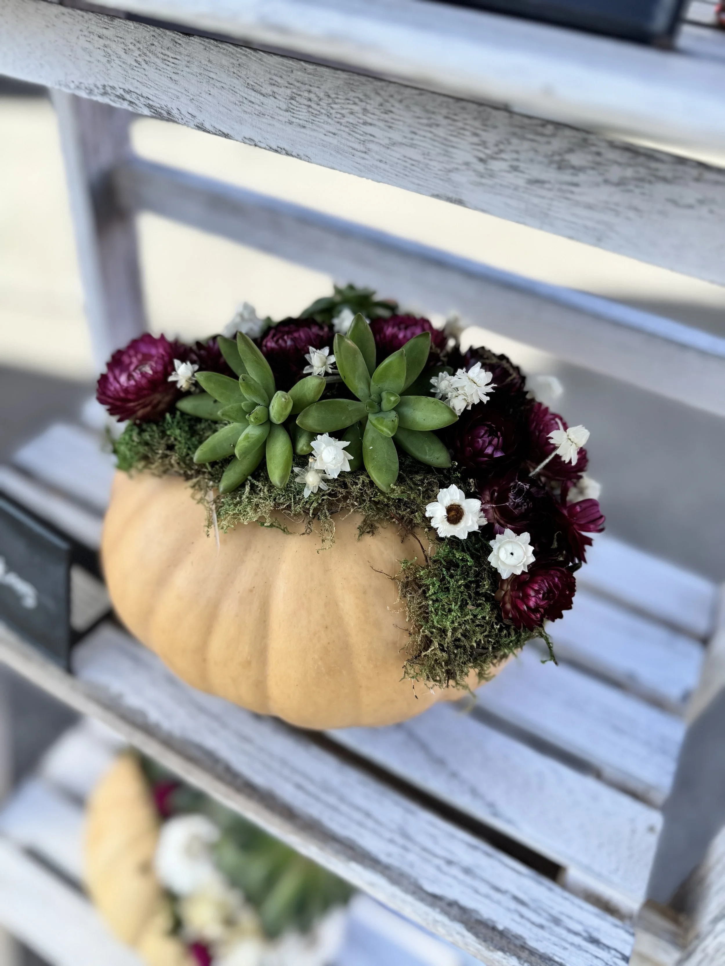 Heirloom Pumpkin with Succulents and Dried Flowers Workshop - 11/15