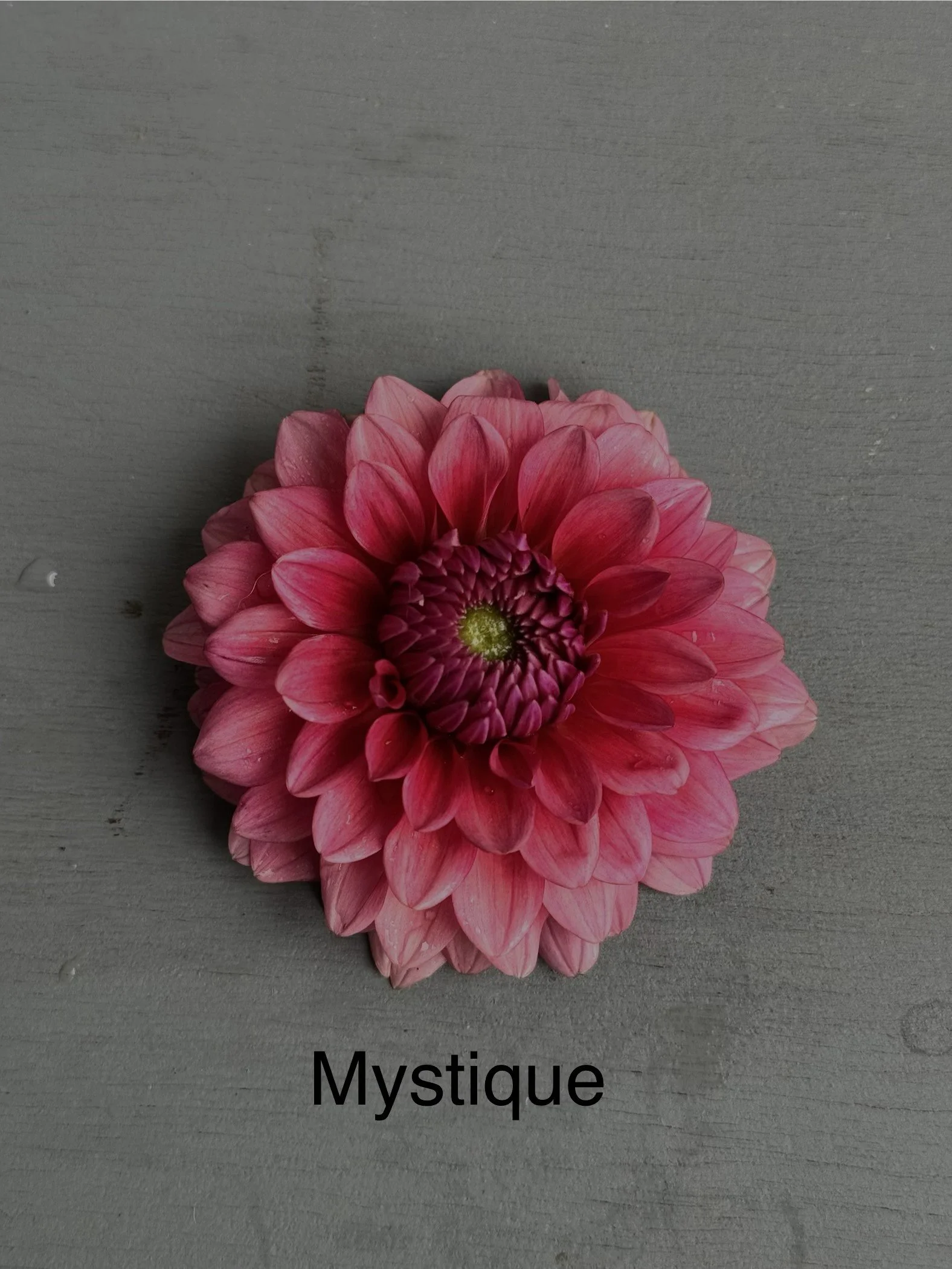 Mystique