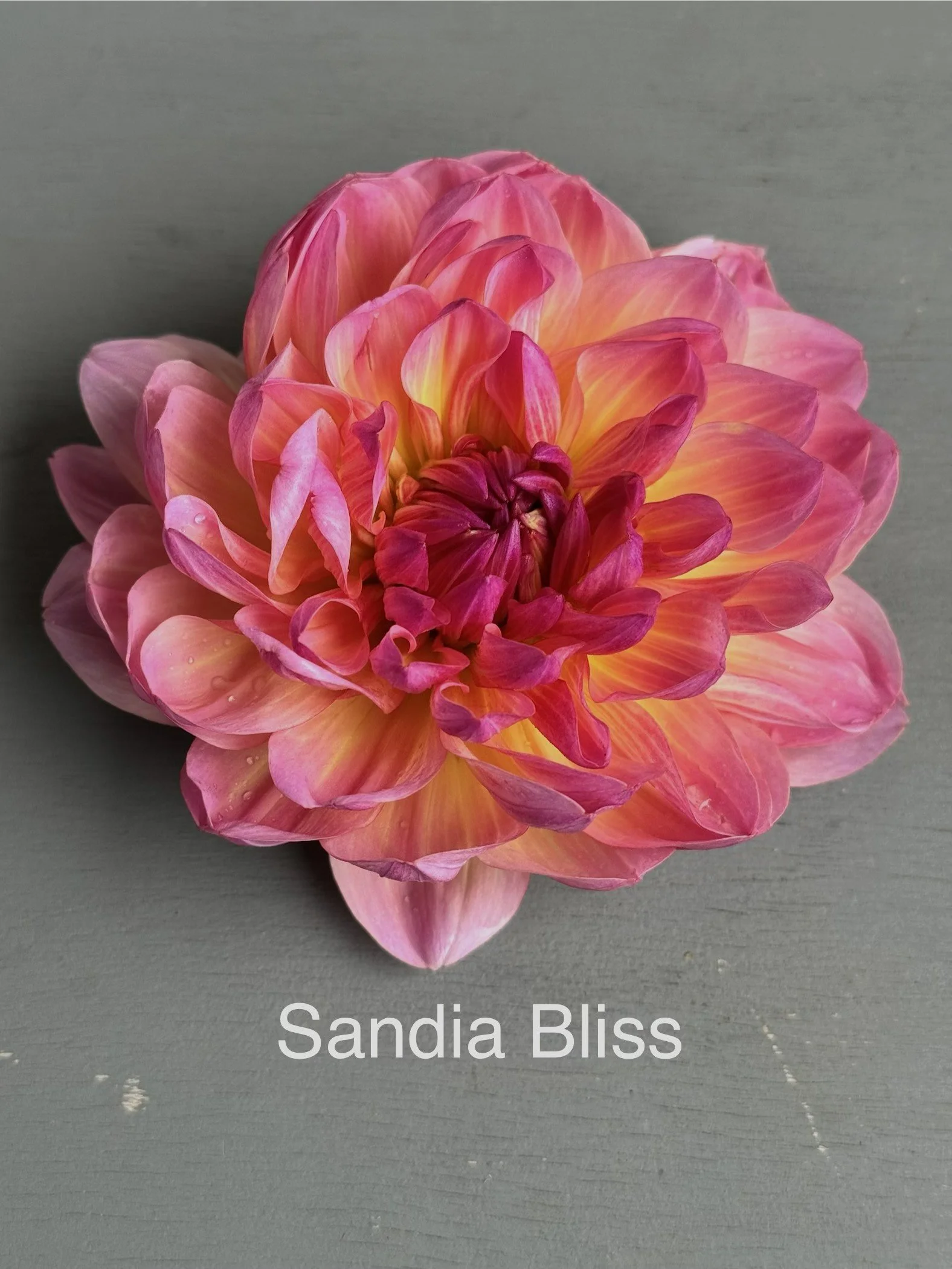 Sandia Bliss
