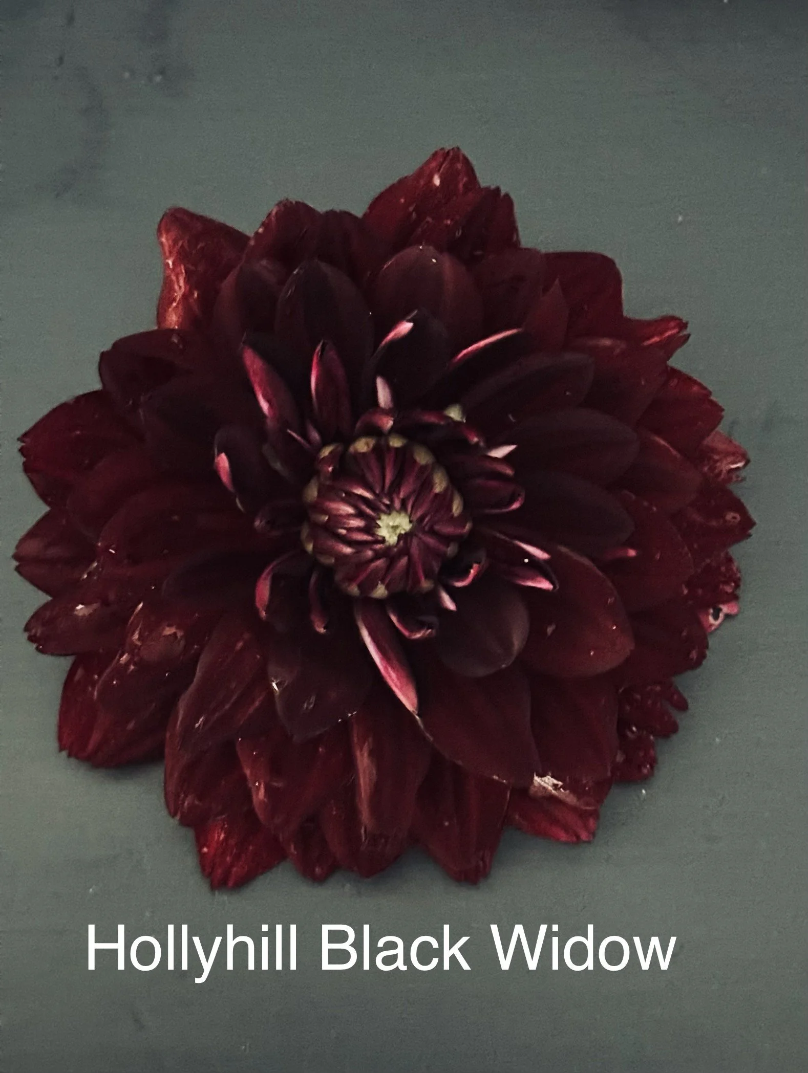 Hollyhill Black Widow